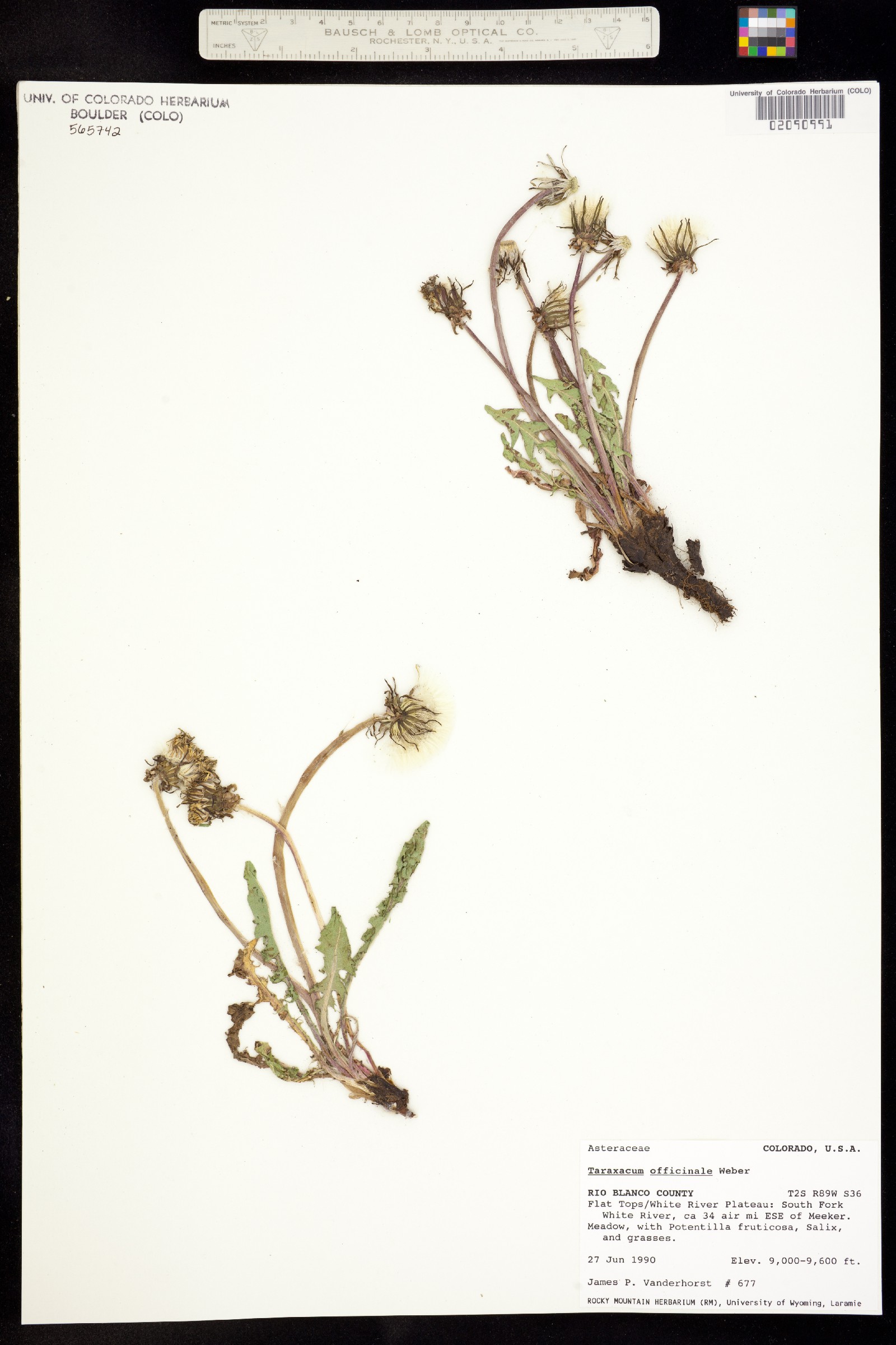 Taraxacum image
