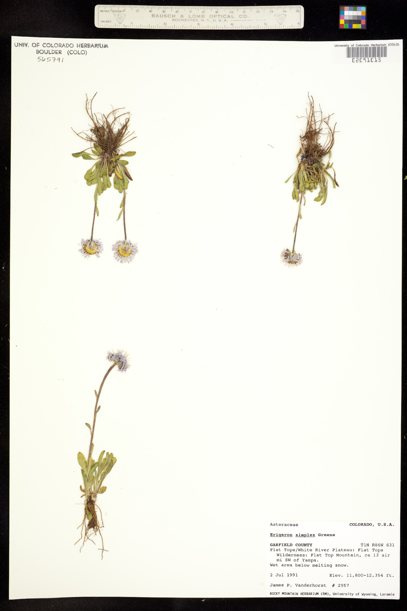 Erigeron grandiflorus image