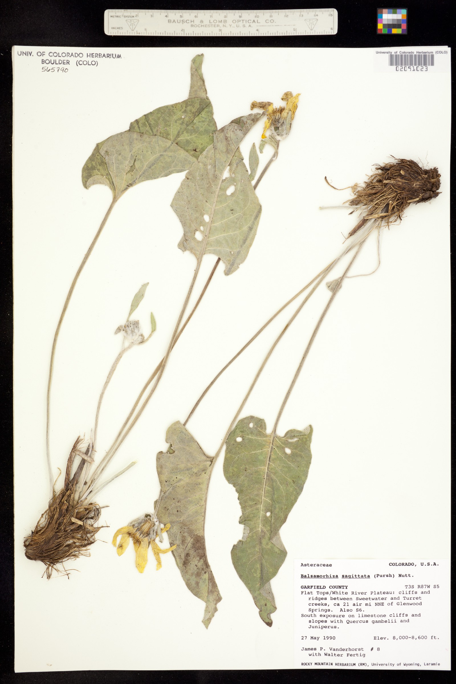 Balsamorhiza sagittata image