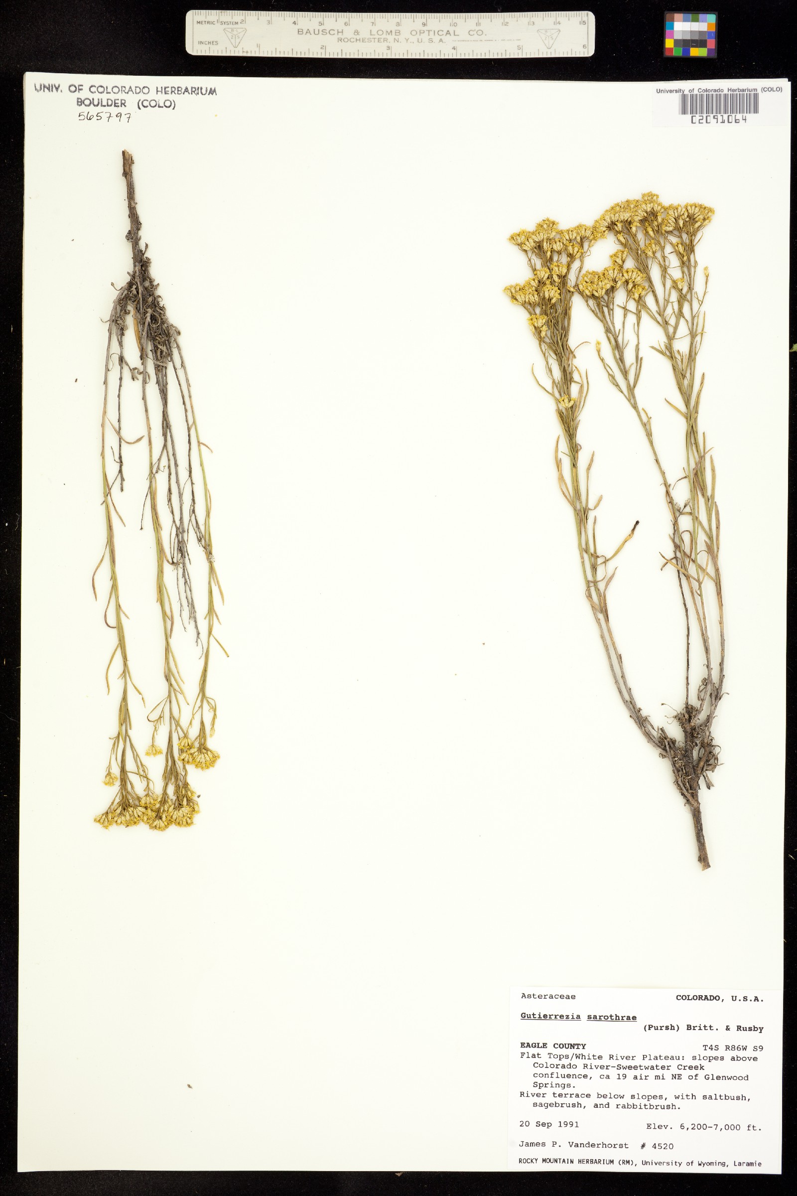 Gutierrezia sarothrae image