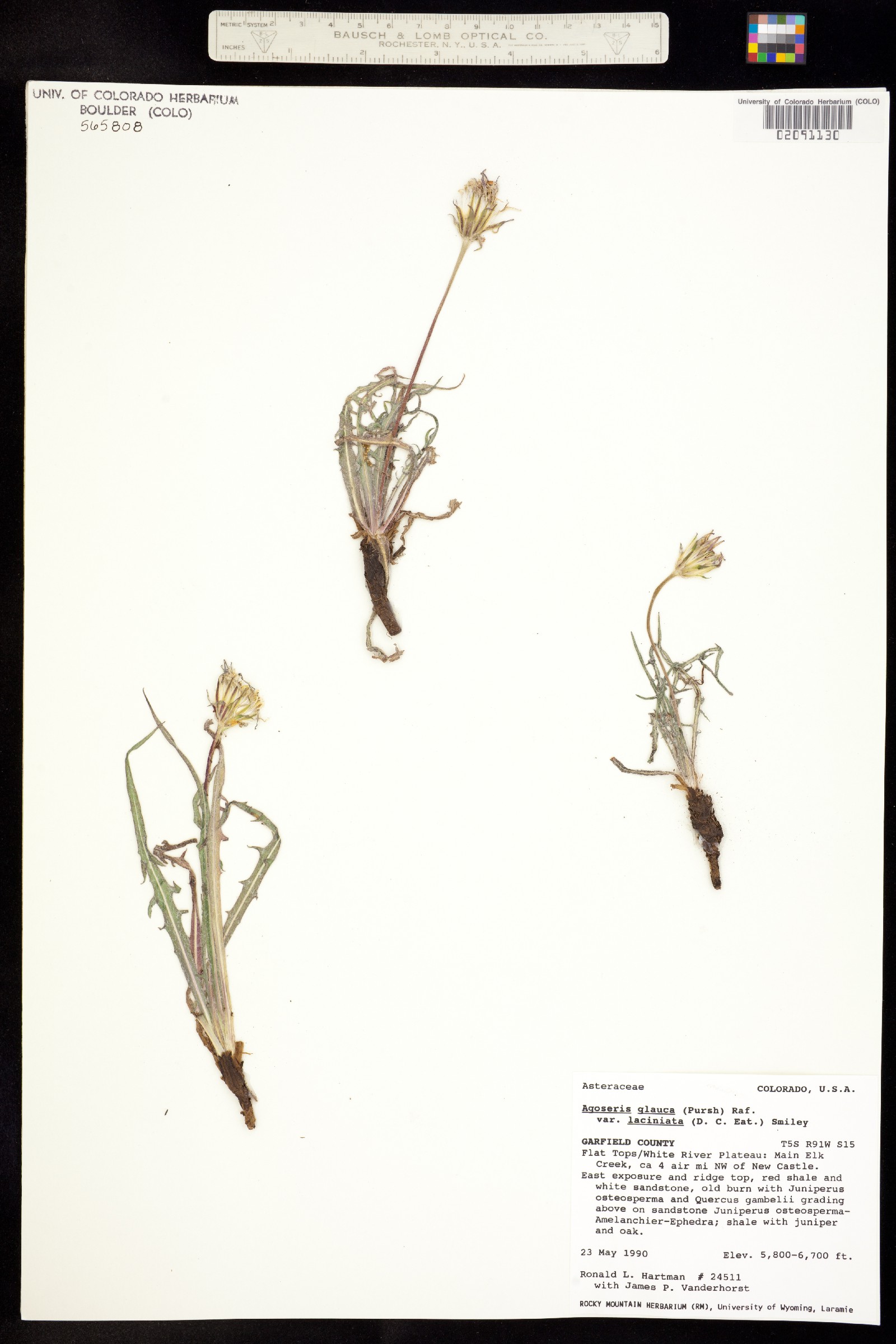 Agoseris parviflora image