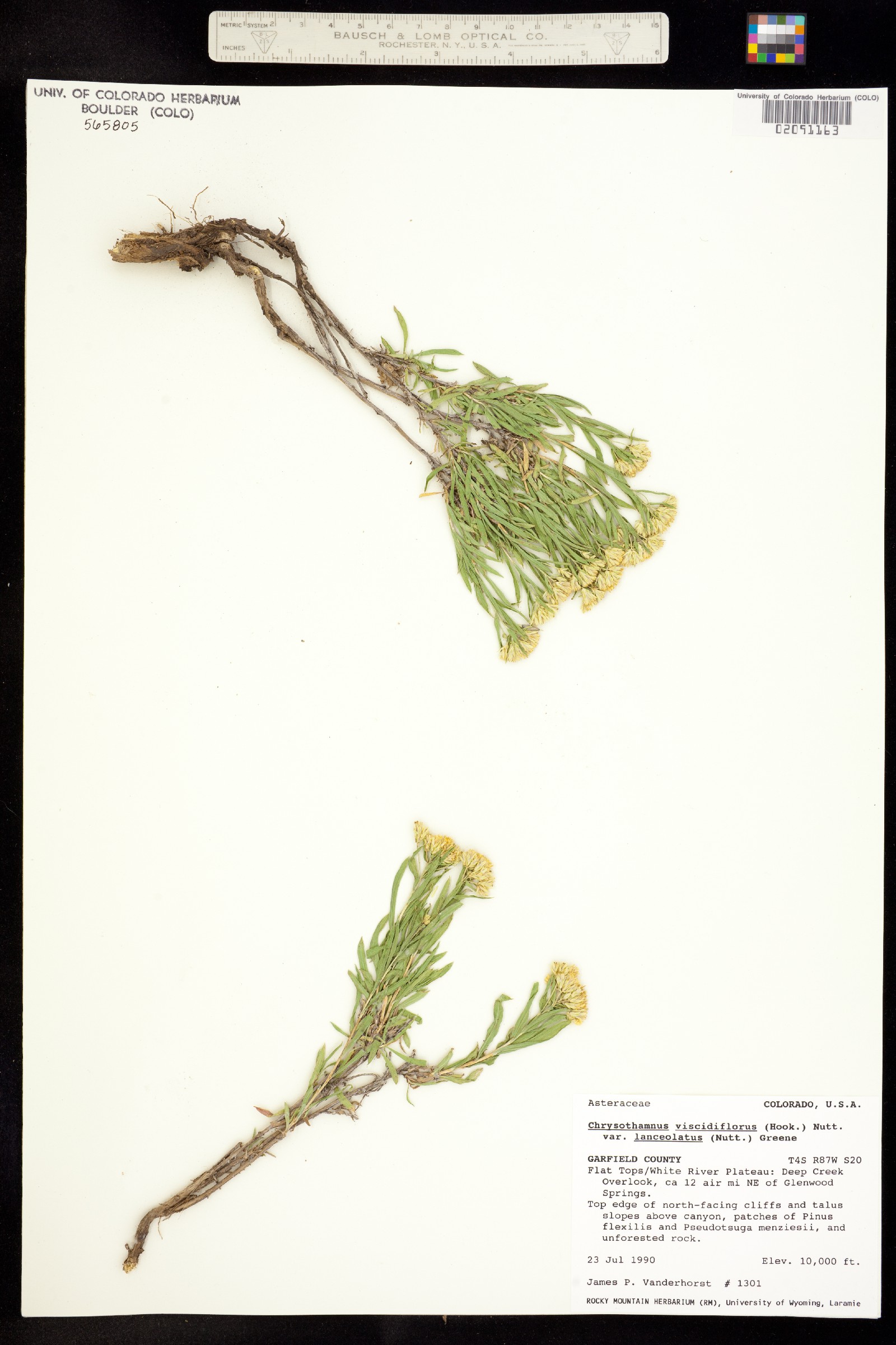 Chrysothamnus viscidiflorus ssp. lanceolatus image