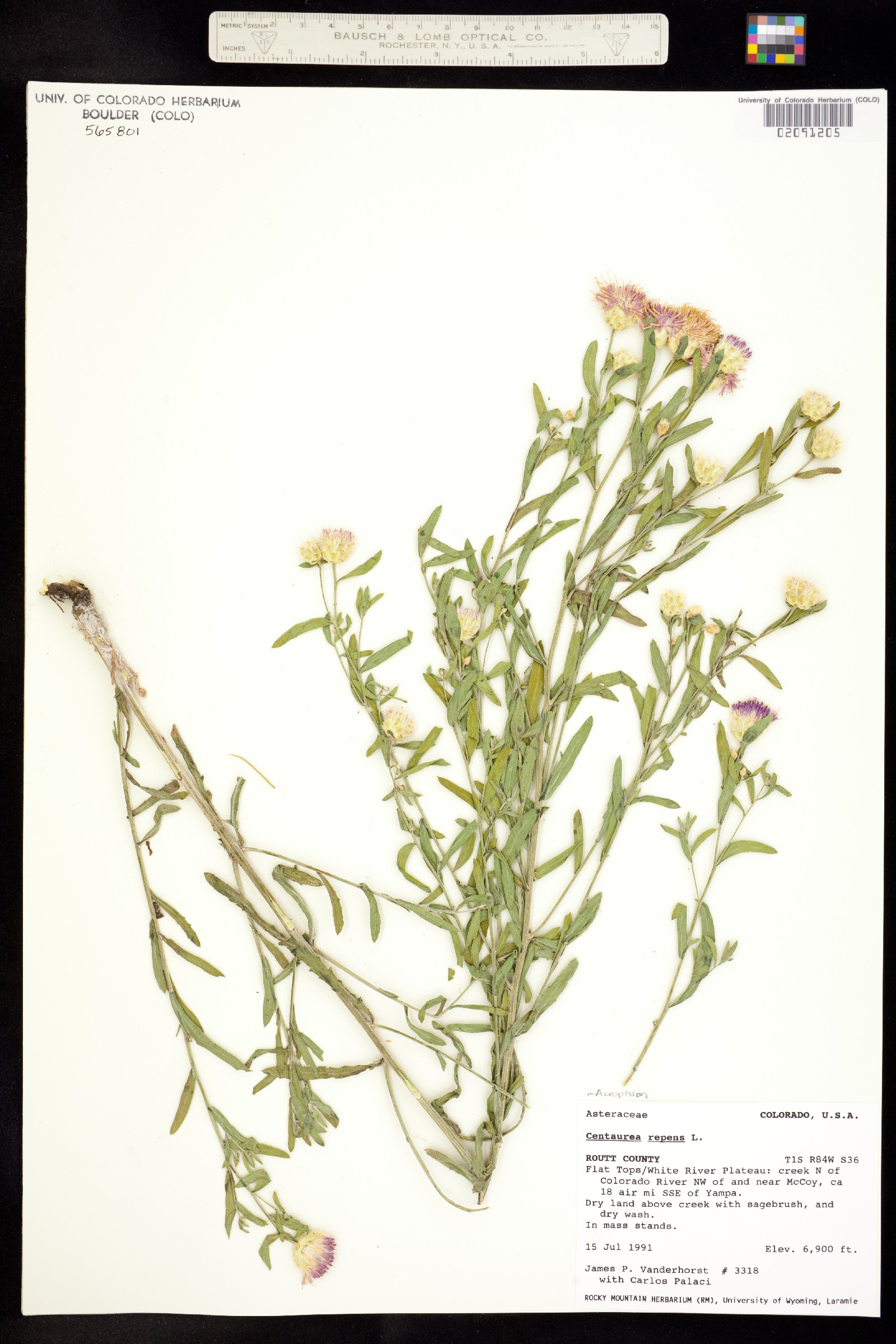 Acroptilon repens image
