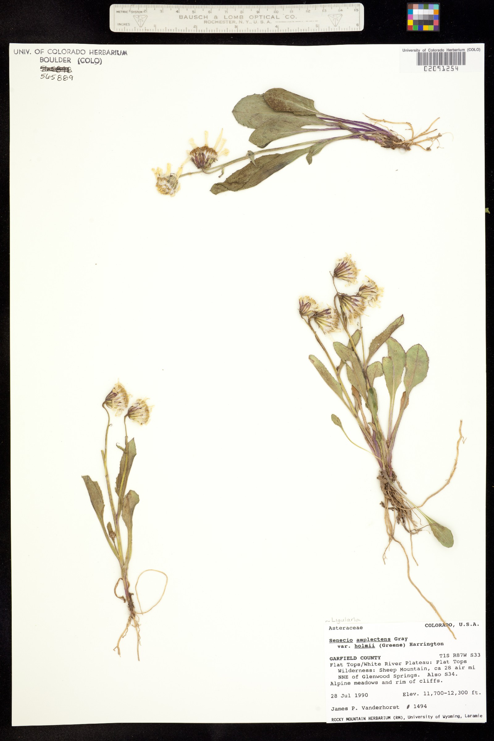 Ligularia amplectens image