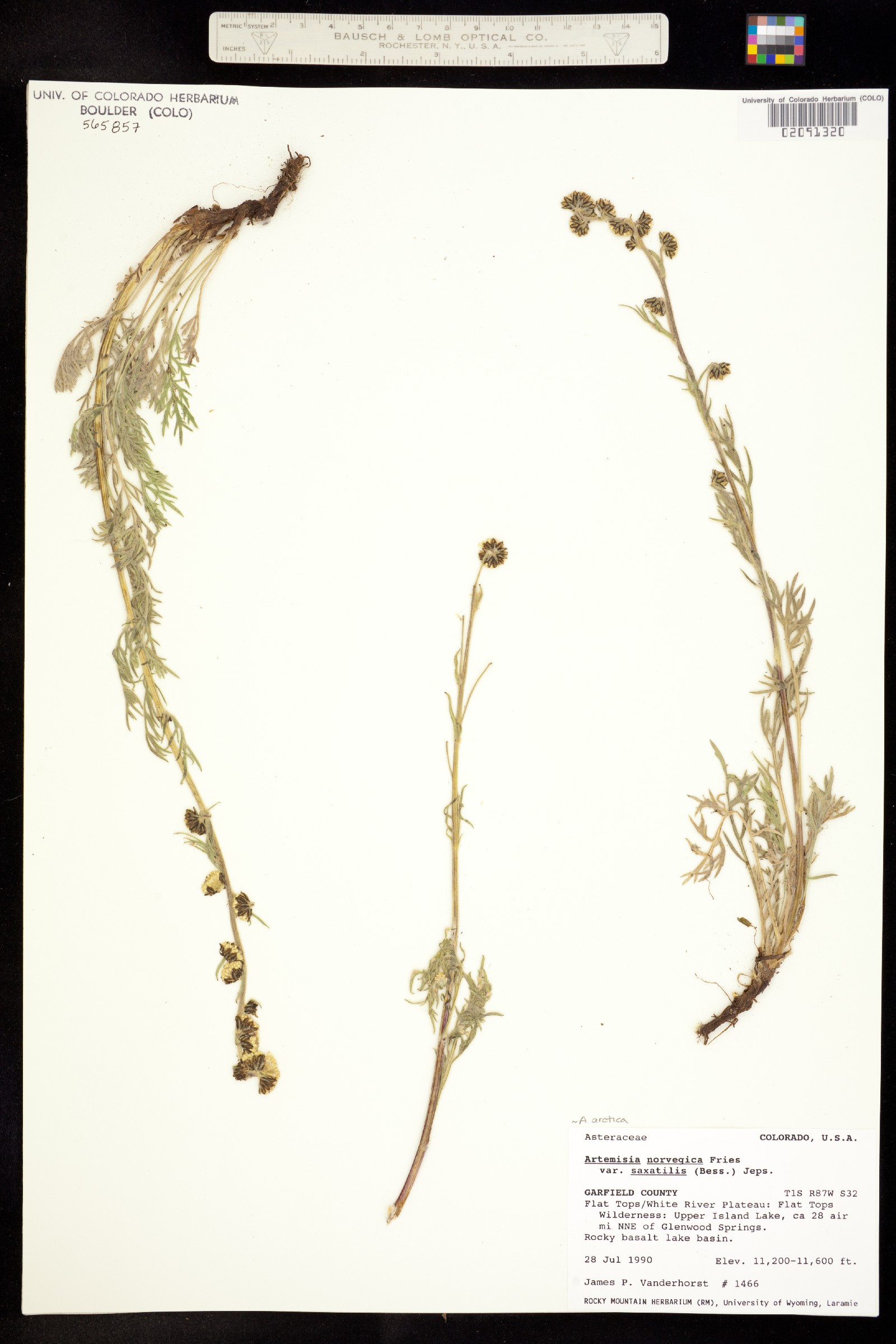 Artemisia arctica subsp. saxicola image