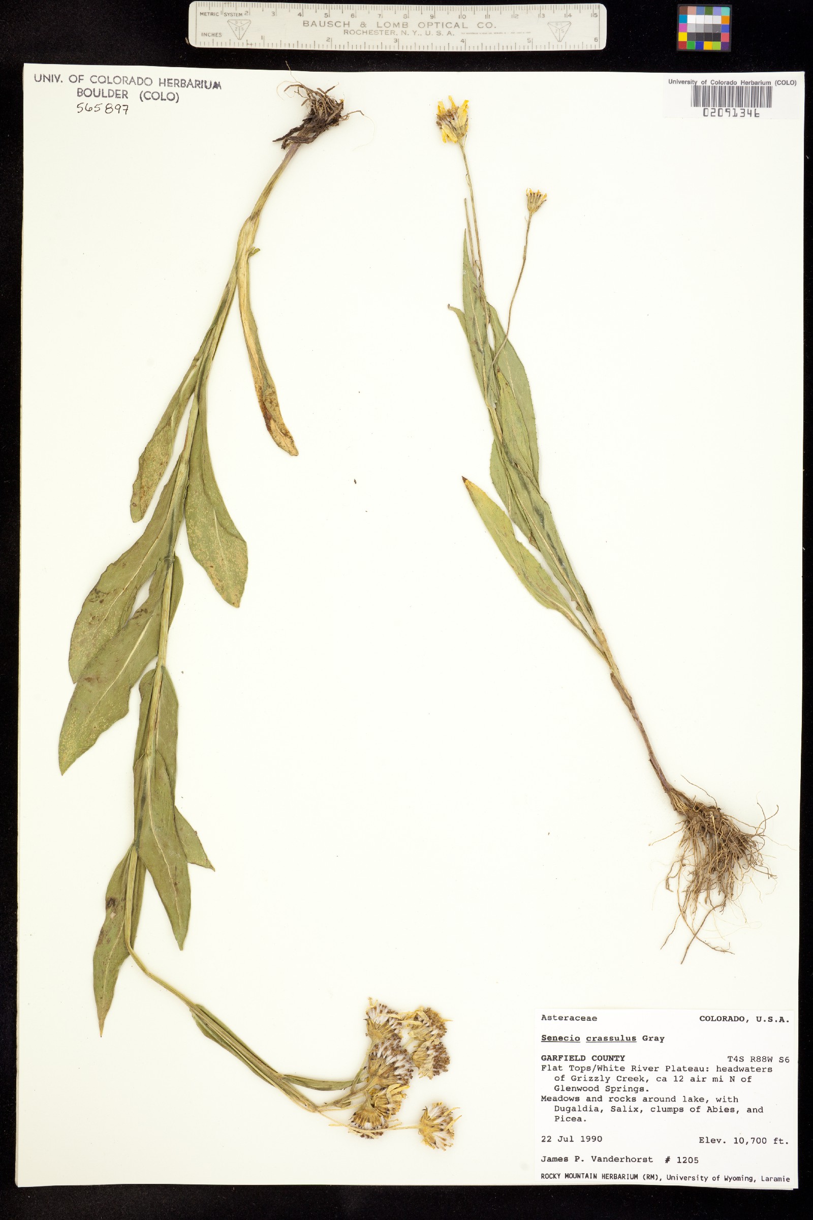 Senecio crassulus image