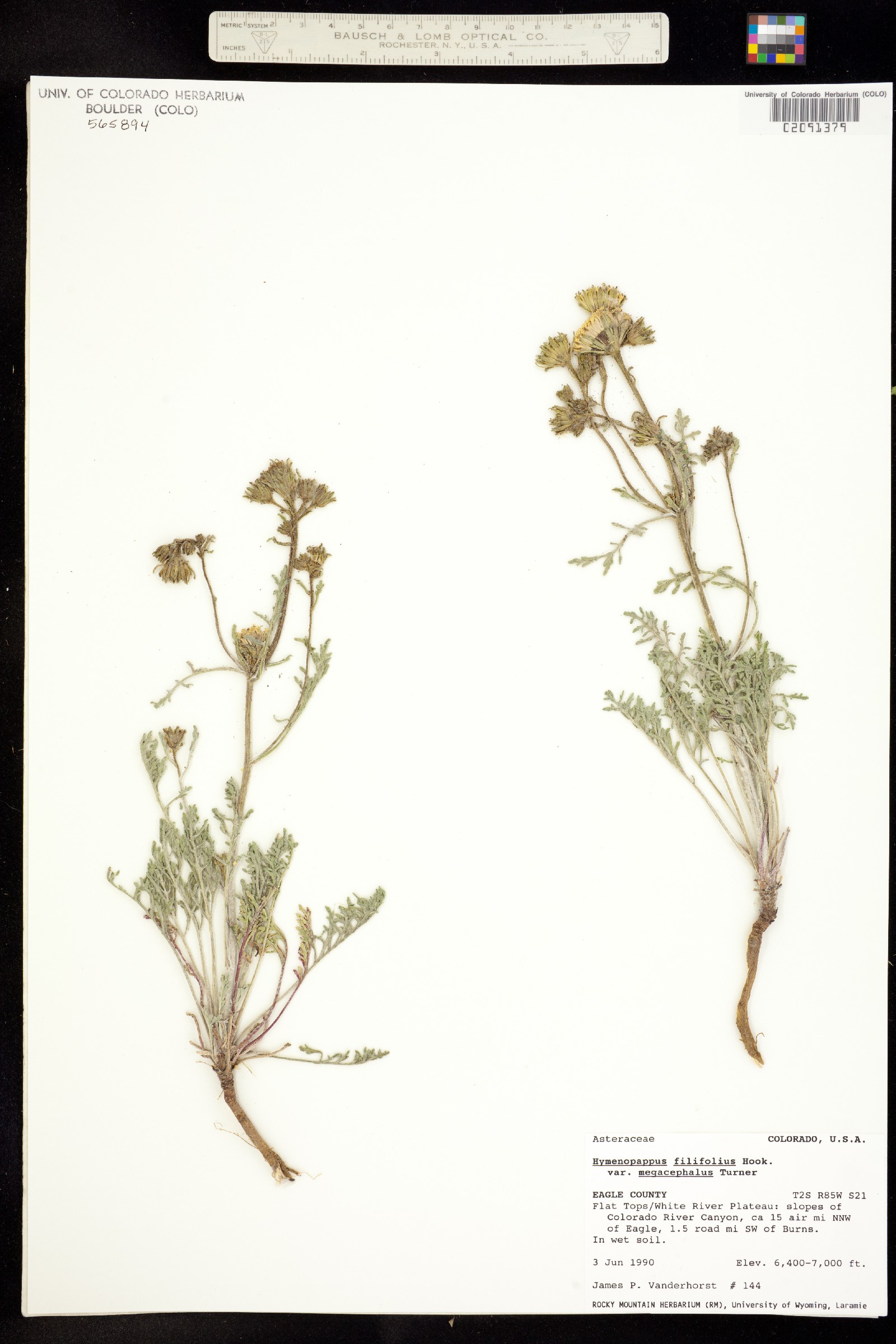 Hymenopappus filifolius var. megacephalus image