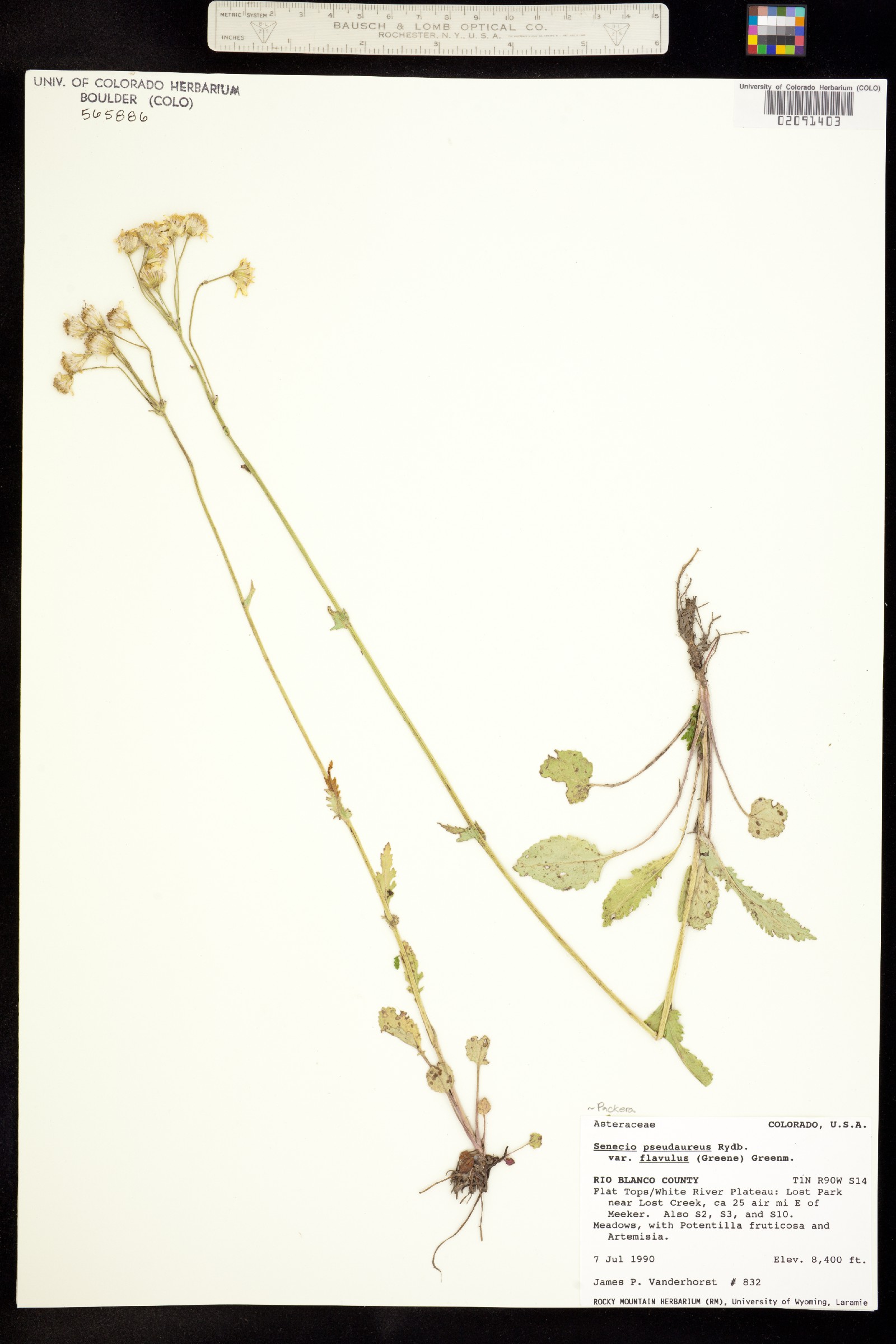 Packera pseudaurea var. flavula image