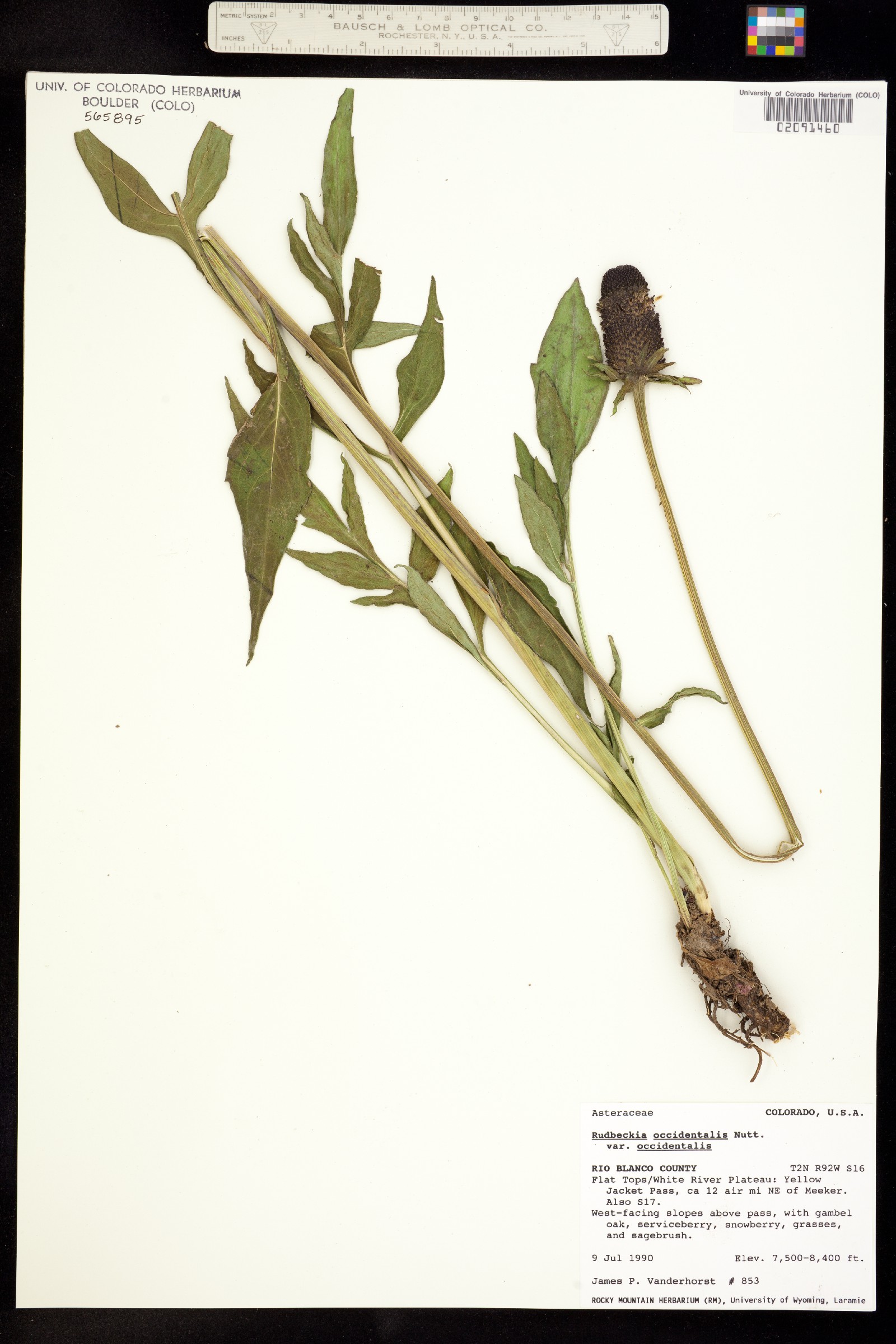 Rudbeckia occidentalis image