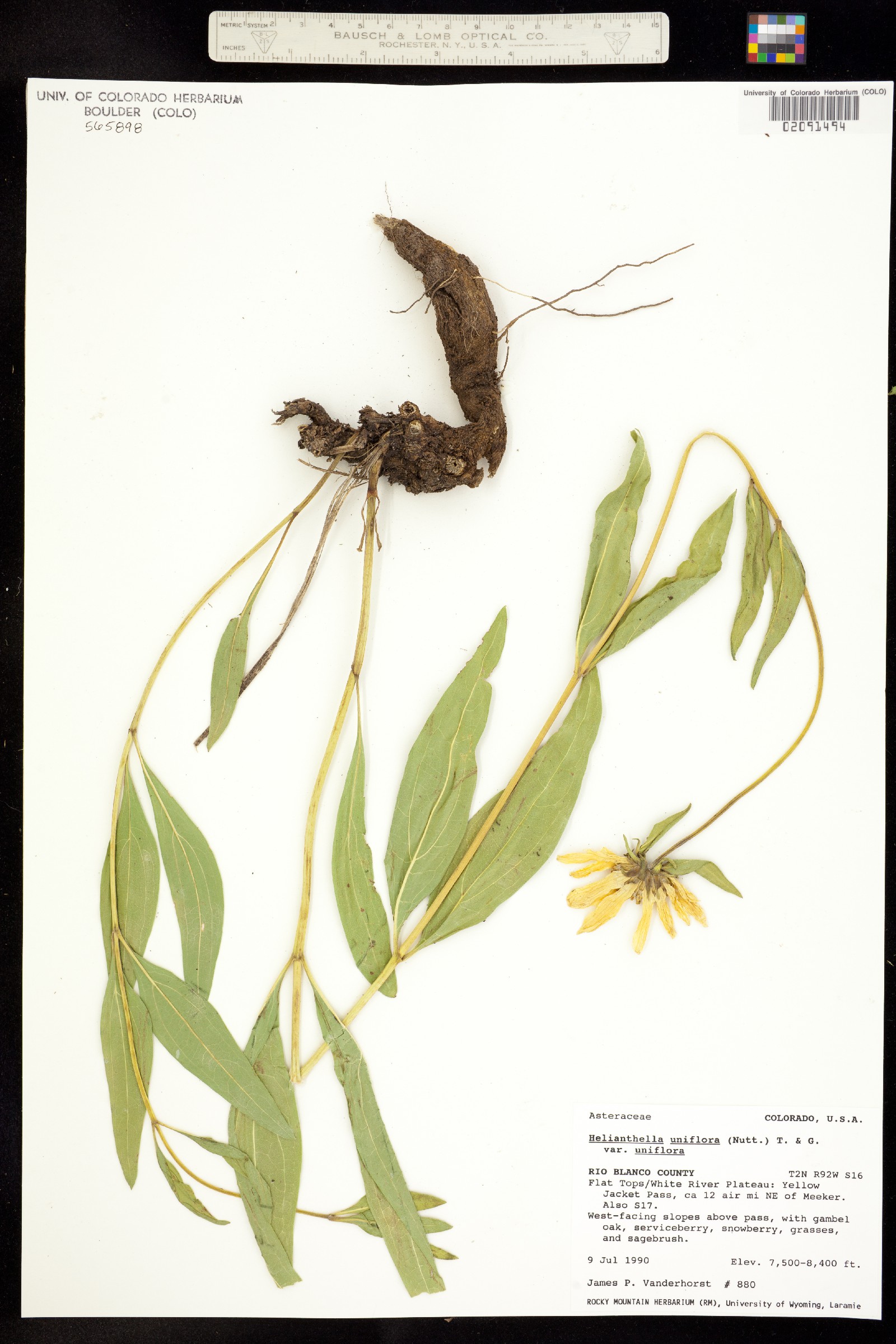 Helianthella uniflora image