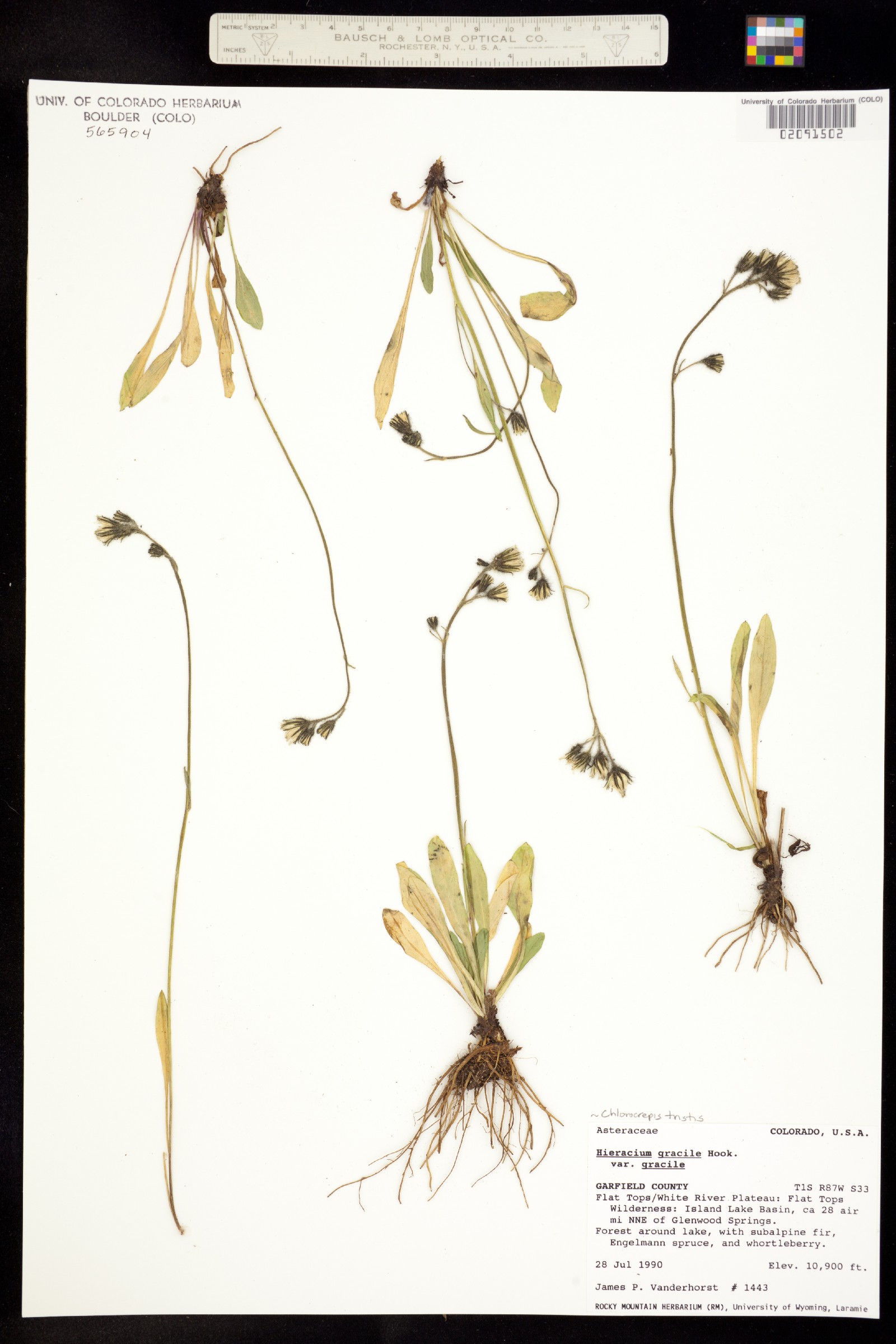 Chlorocrepis tristis image