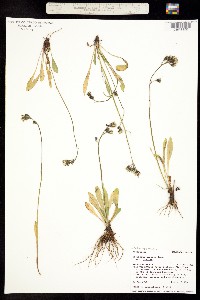 Chlorocrepis tristis subsp. gracilis image