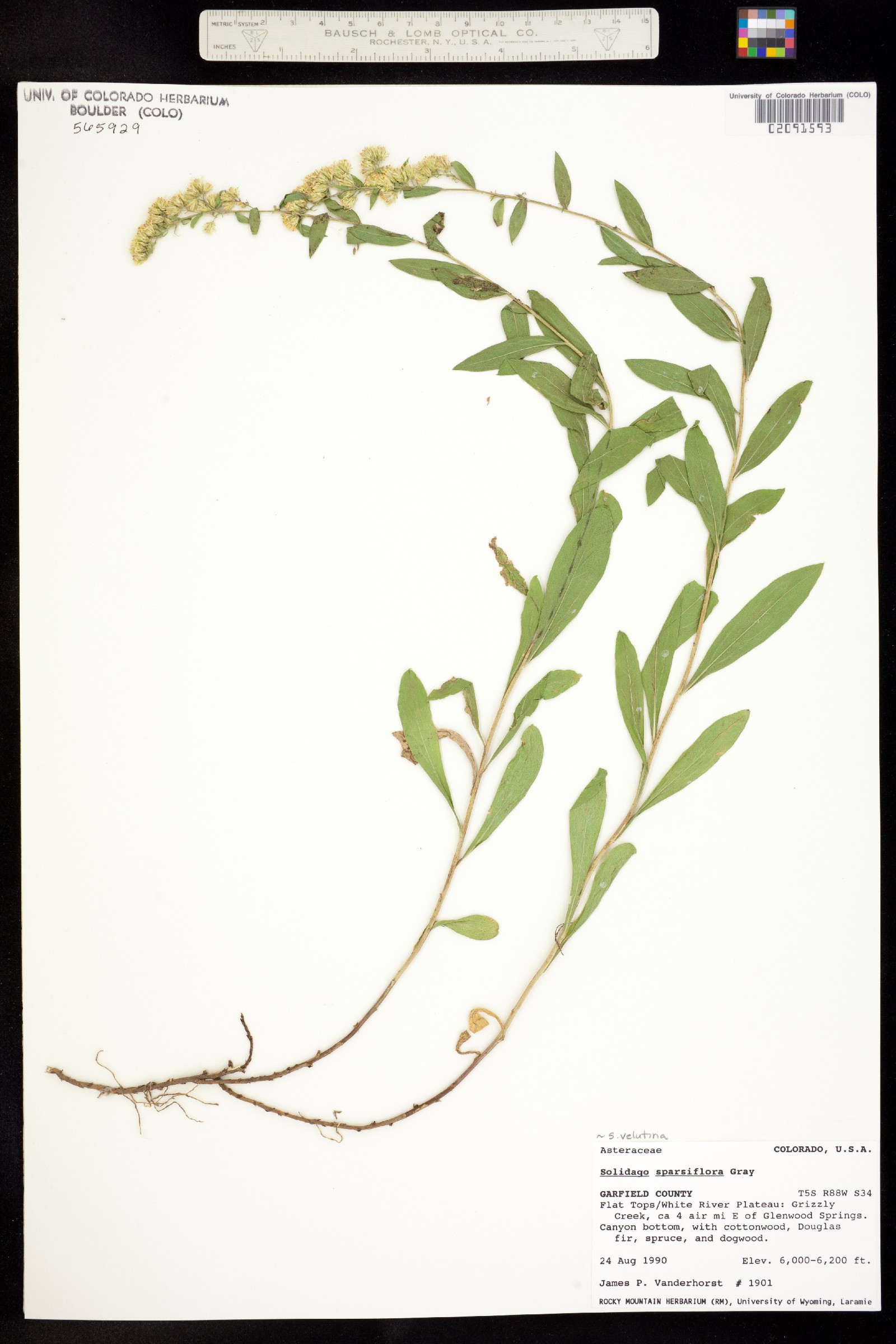 Solidago velutina ssp. sparsiflora image