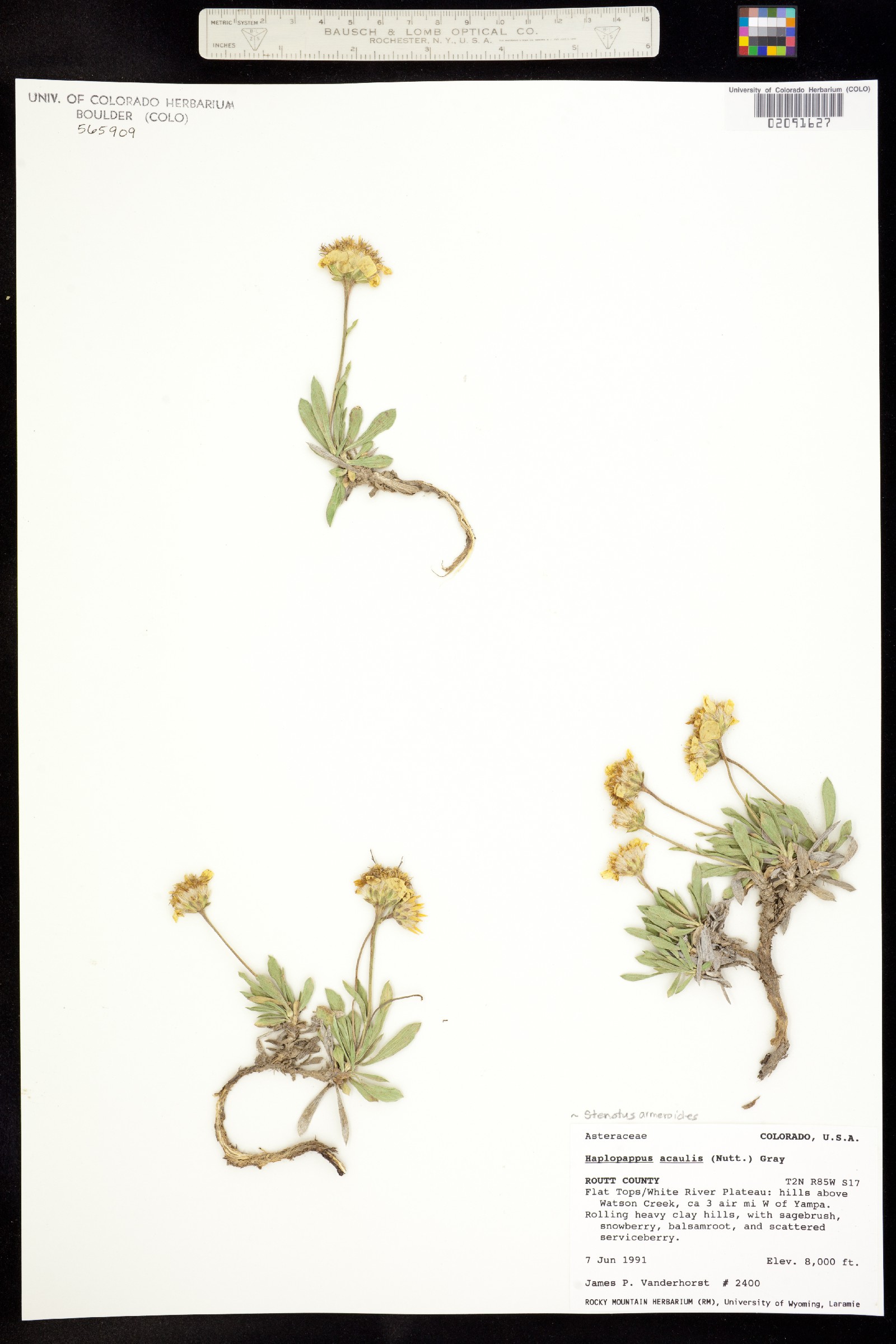 Stenotus acaulis image