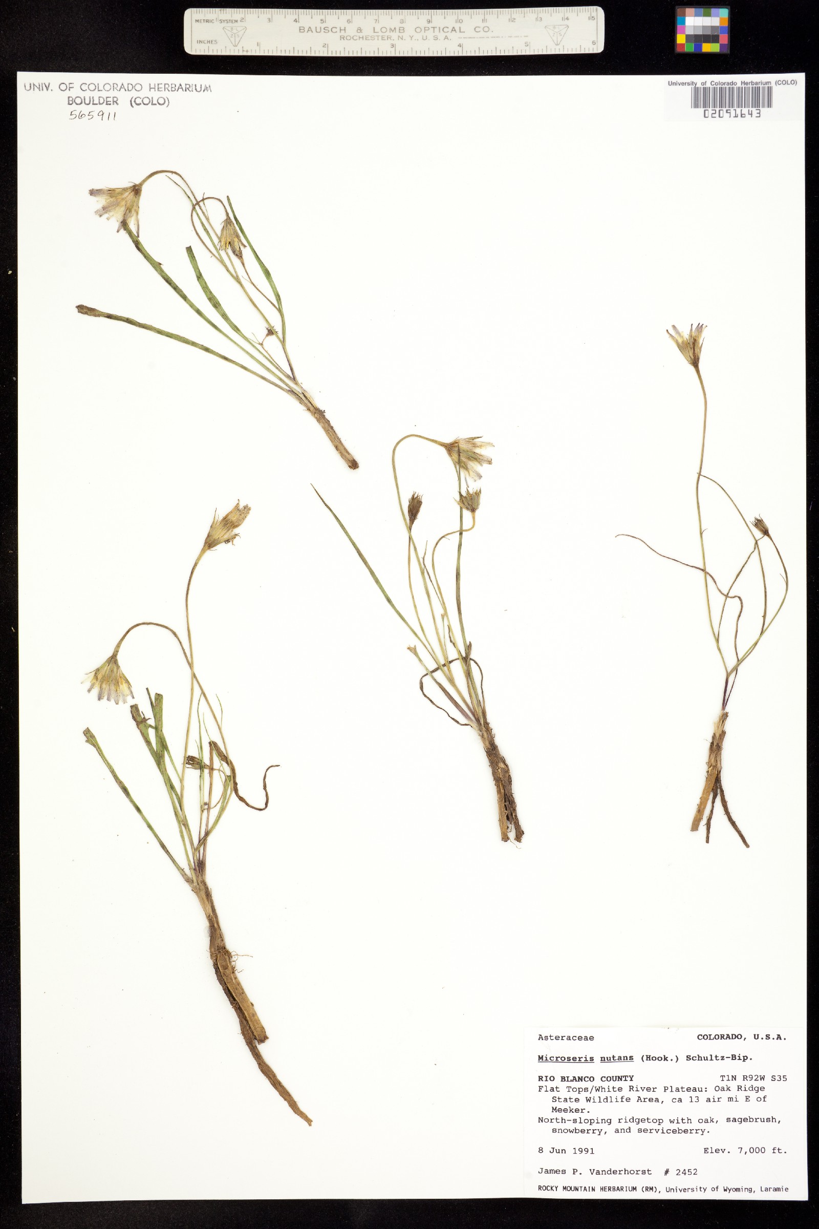 Microseris nutans image