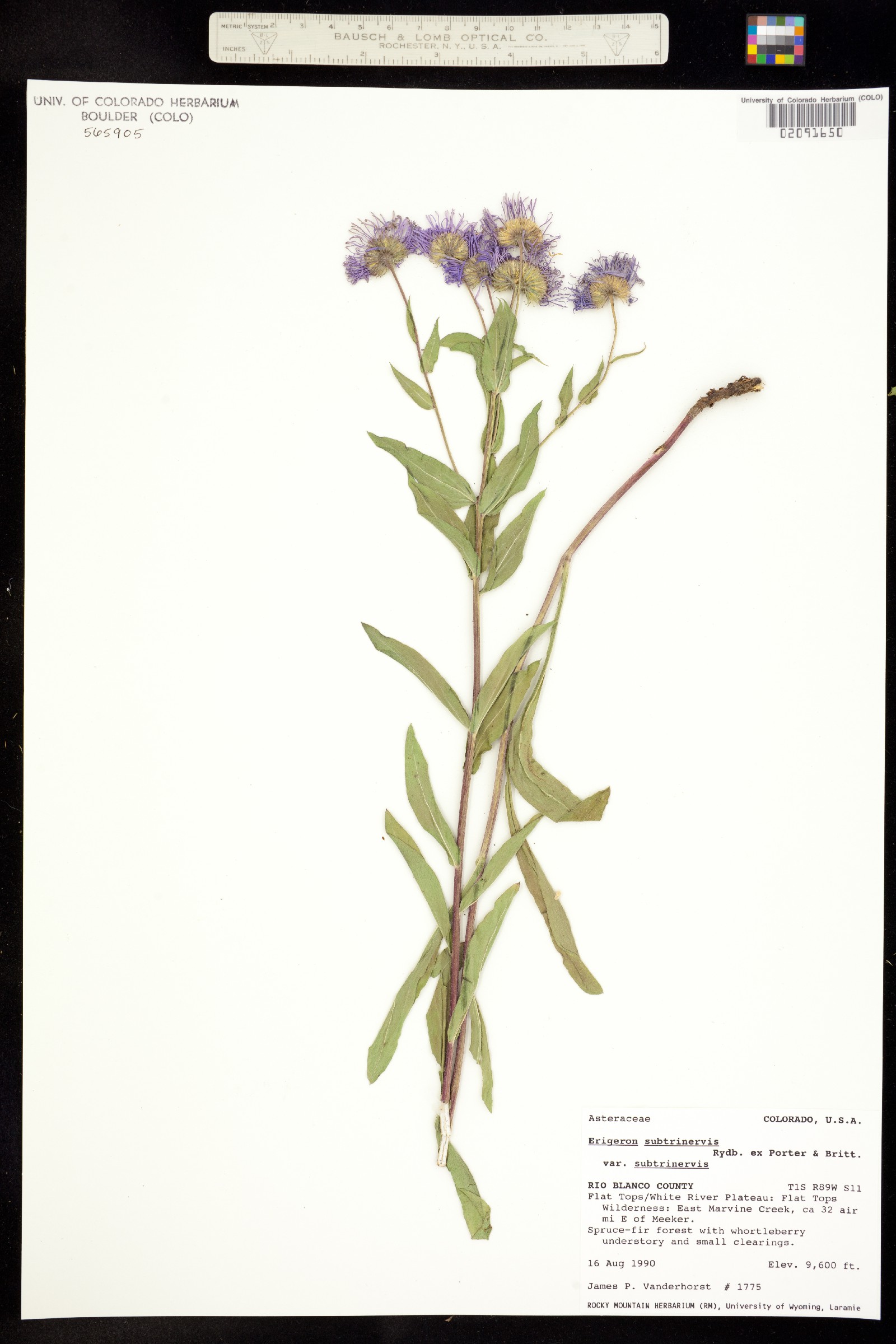 Erigeron subtrinervis image