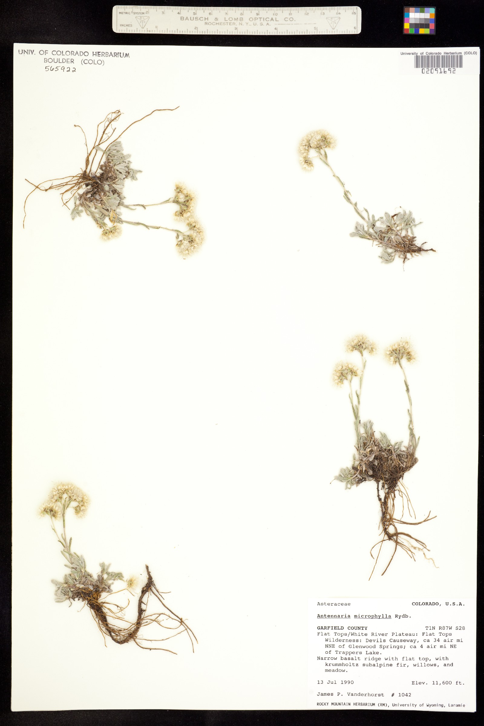 Antennaria umbrinella image
