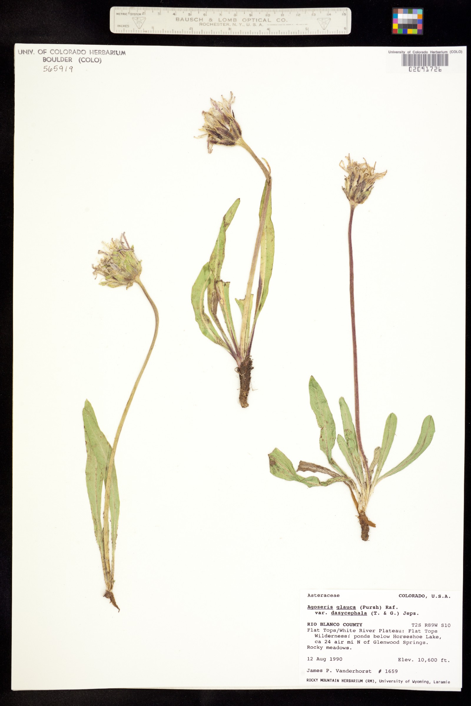 Agoseris glauca var. dasycephala image