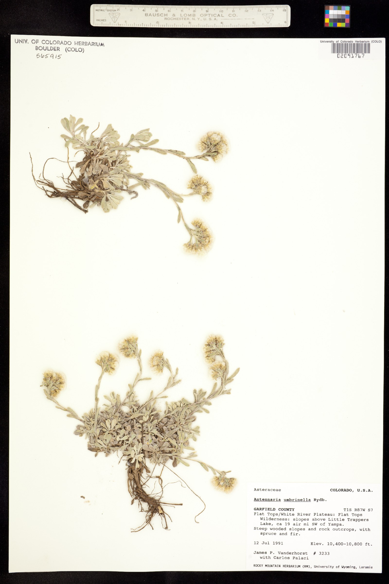 Antennaria umbrinella image