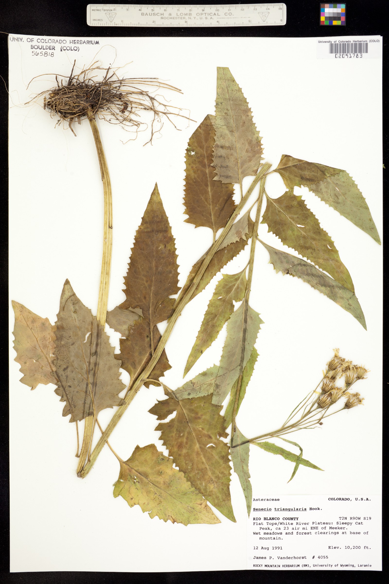 Senecio triangularis image