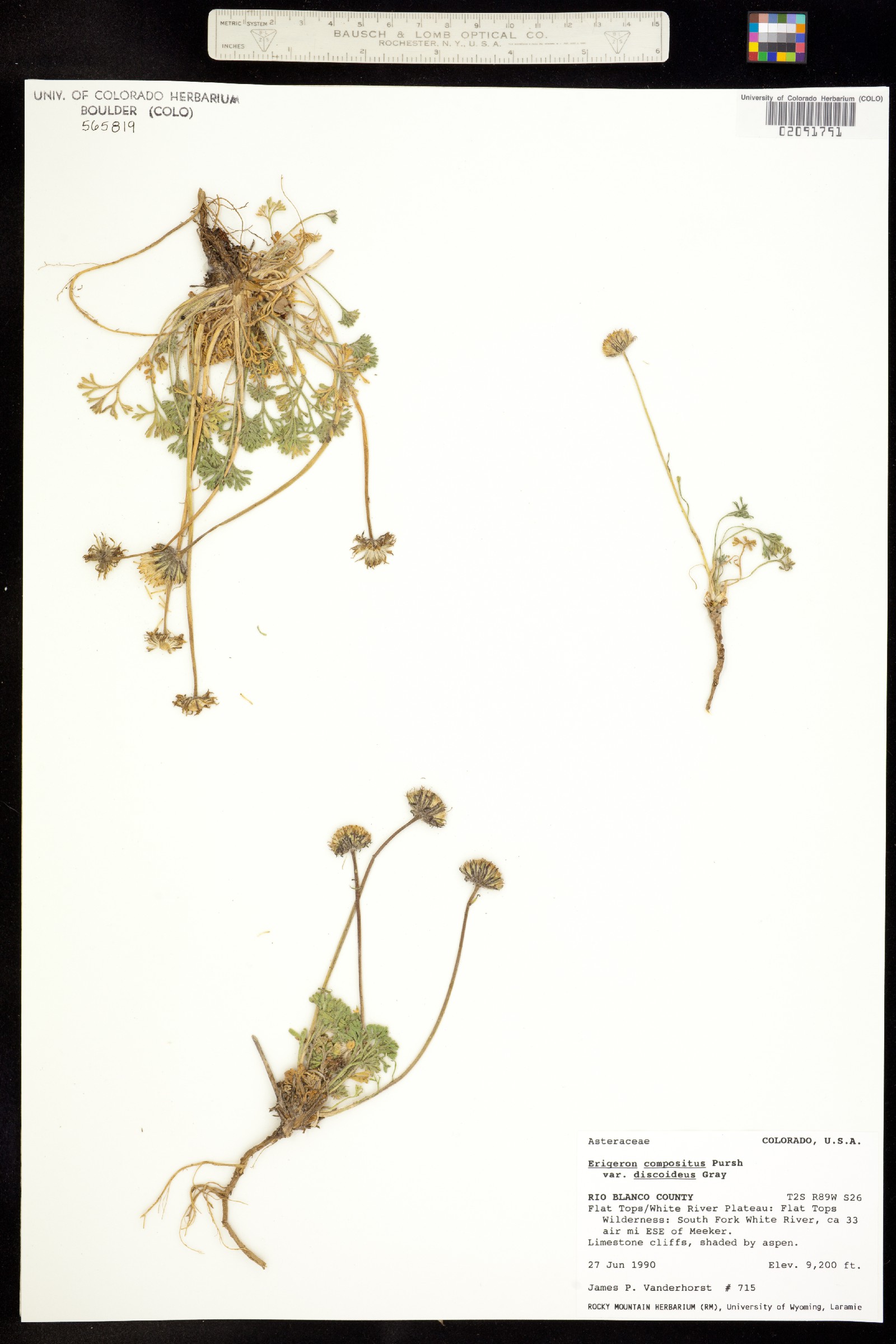 Erigeron compositus image