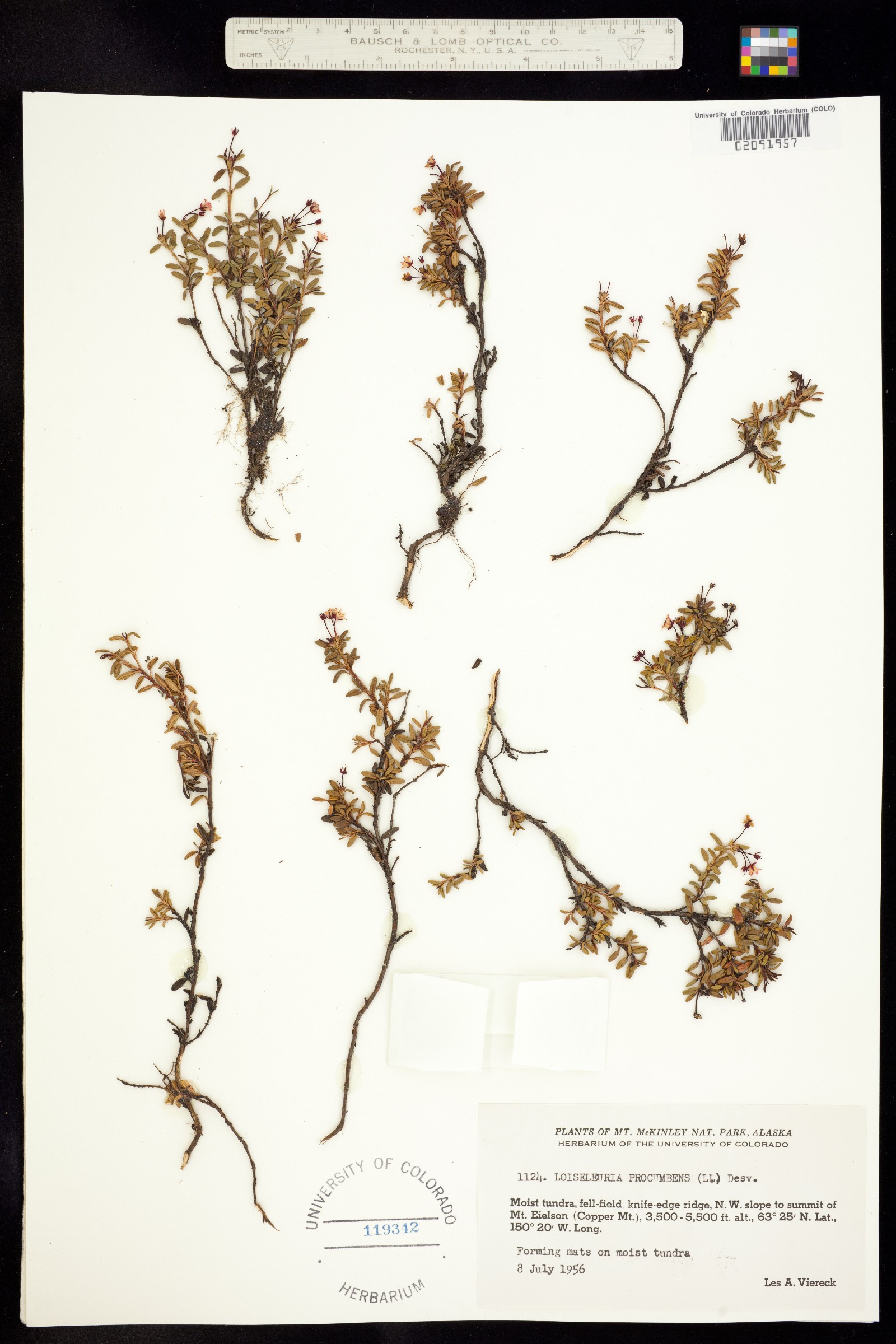 Loiseleuria procumbens image