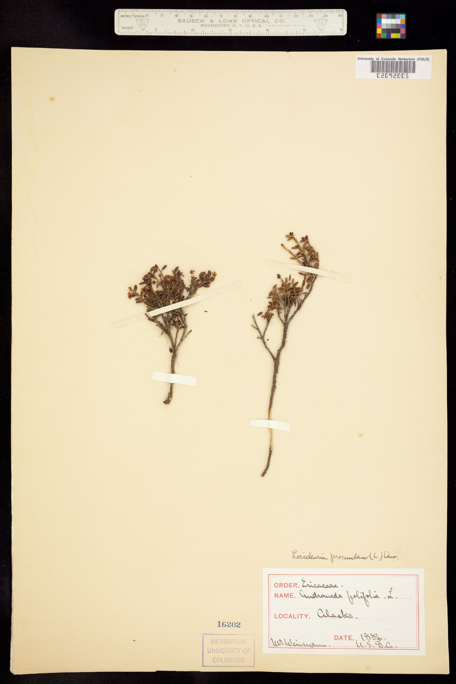 Kalmia image