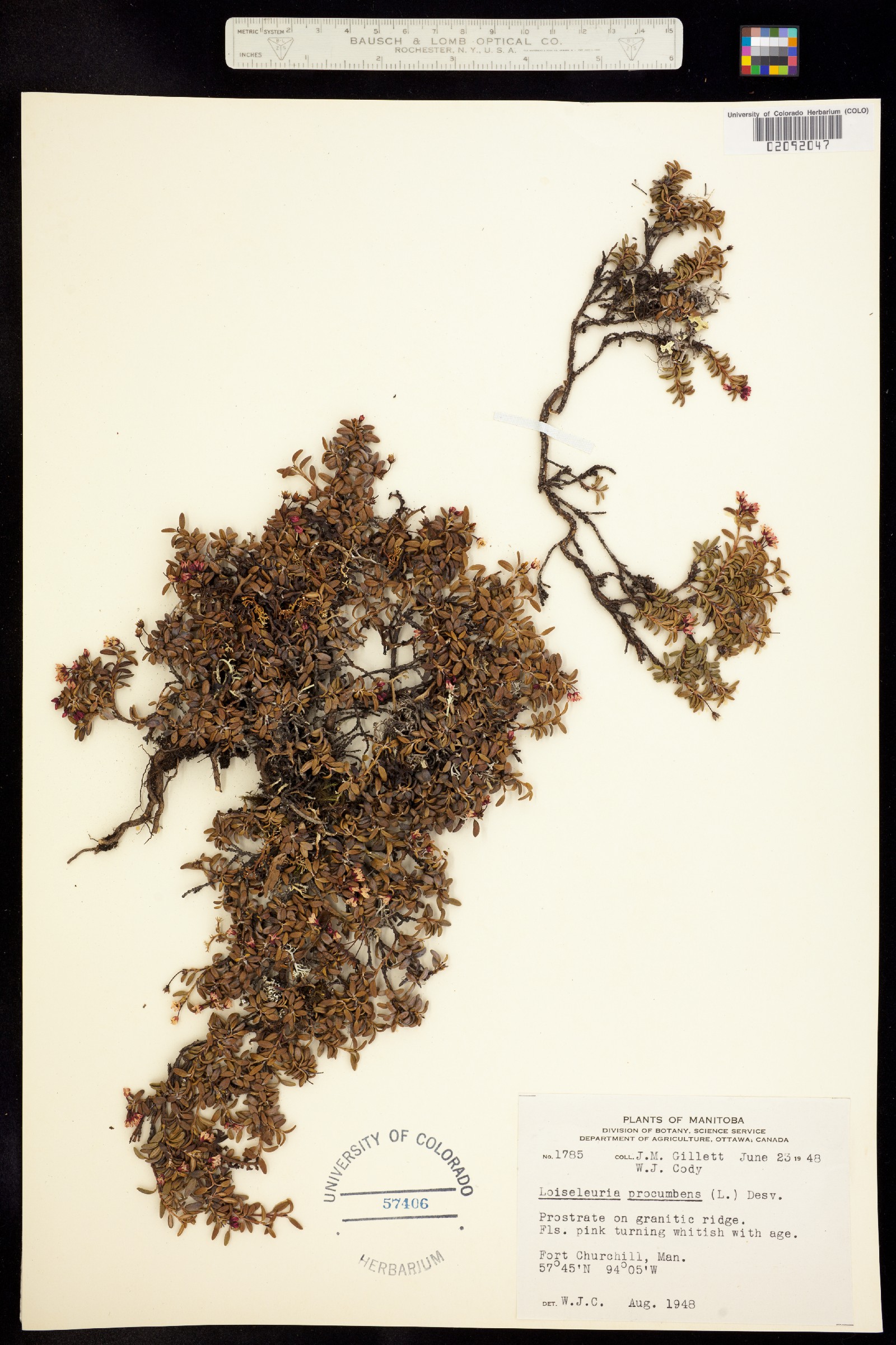 Kalmia procumbens image