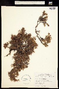Loiseleuria procumbens image