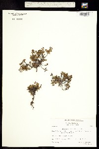 Loiseleuria procumbens image