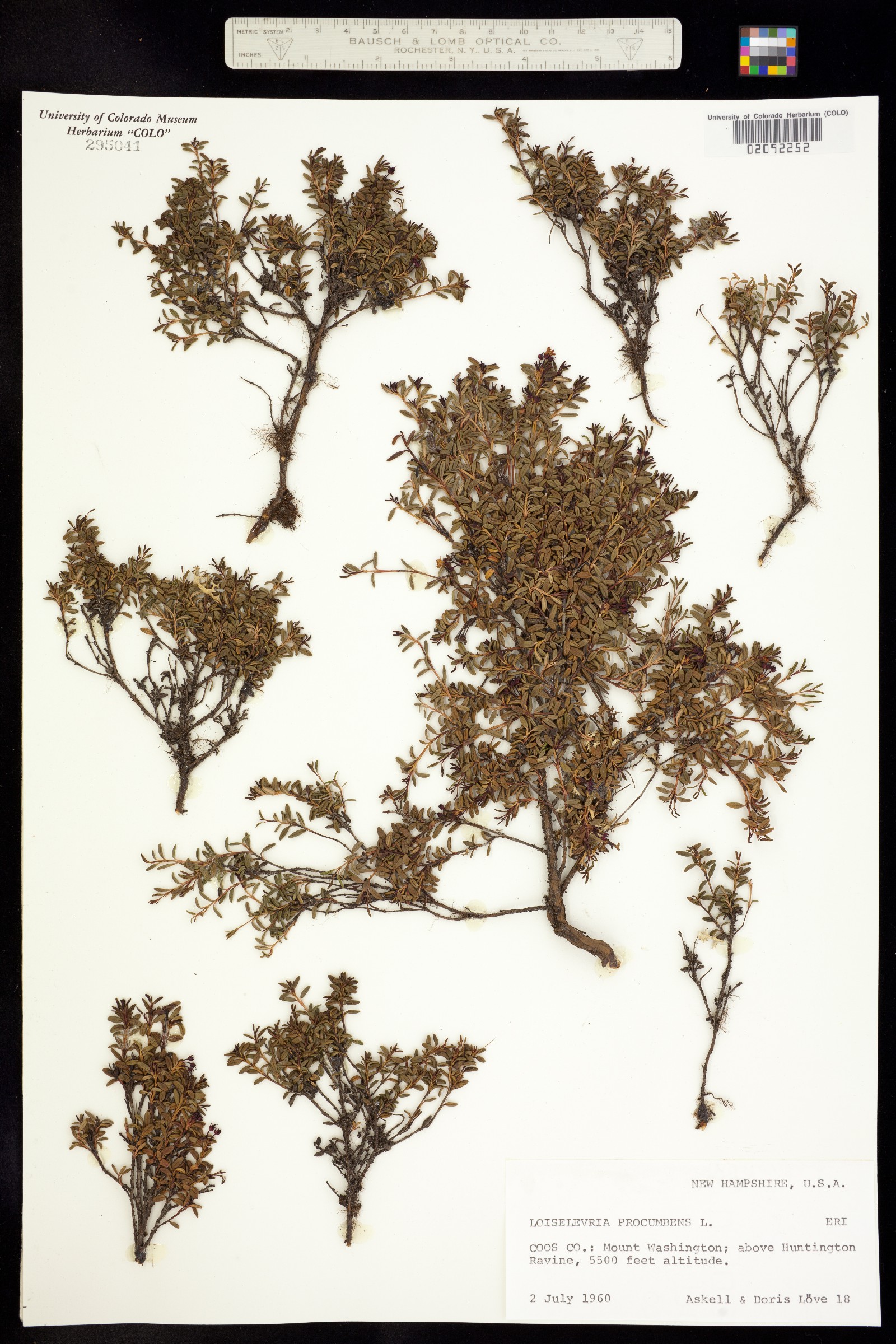 Kalmia procumbens image