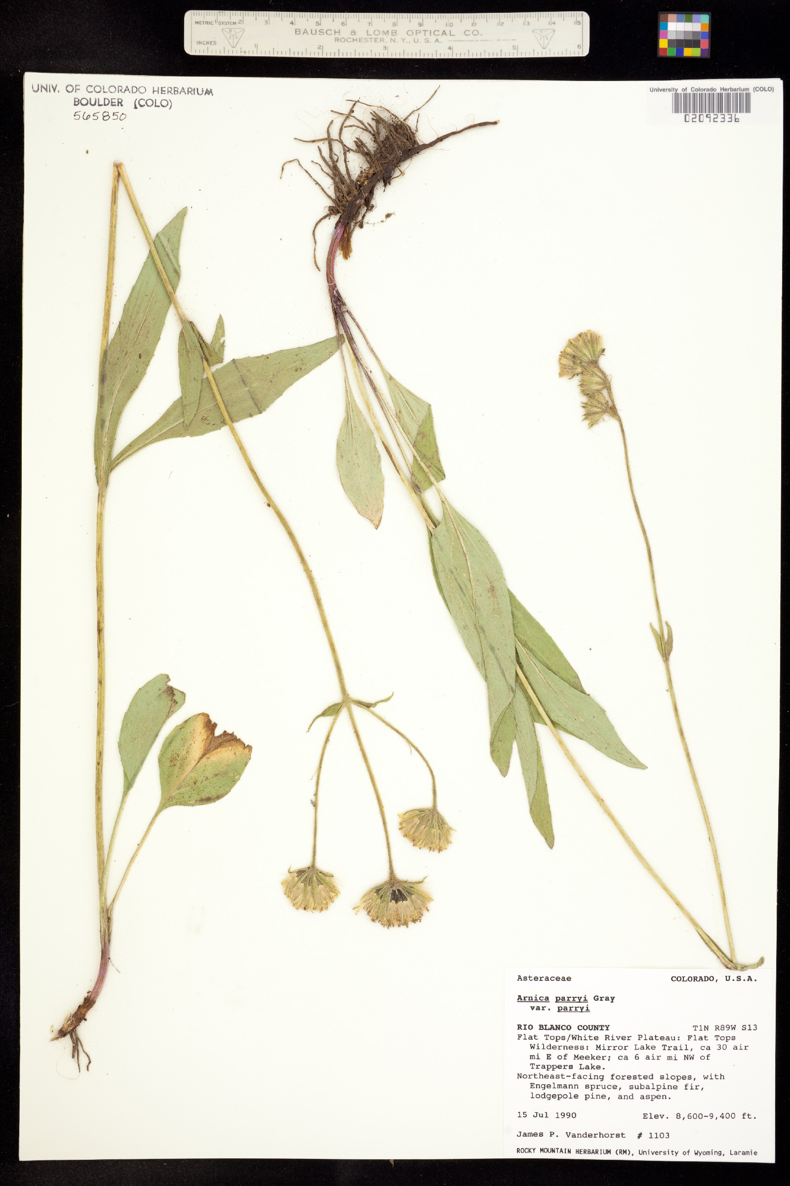 Arnica parryi image