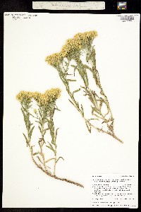 Chrysothamnus viscidiflorus ssp. lanceolatus image