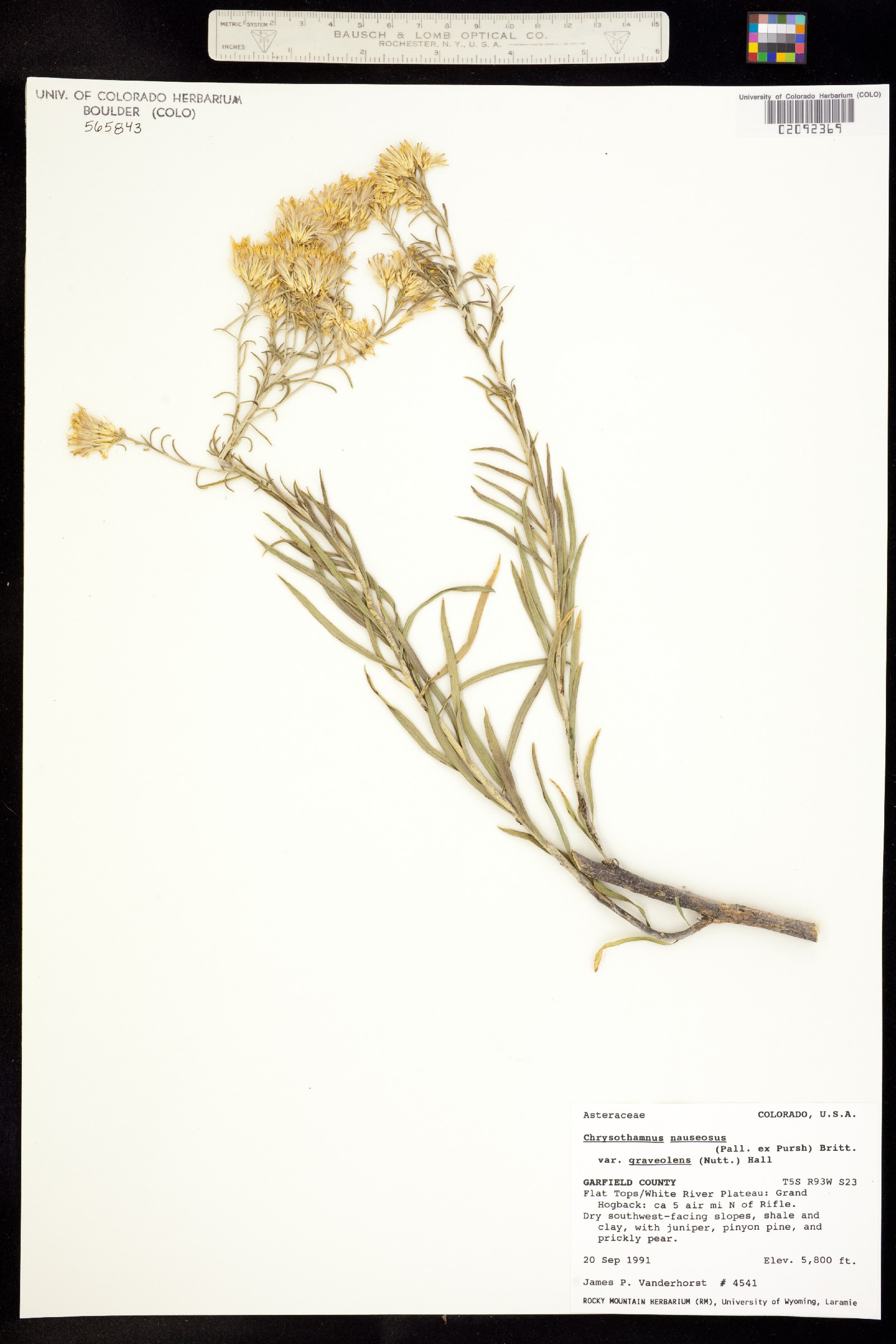 Chrysothamnus nauseosus image