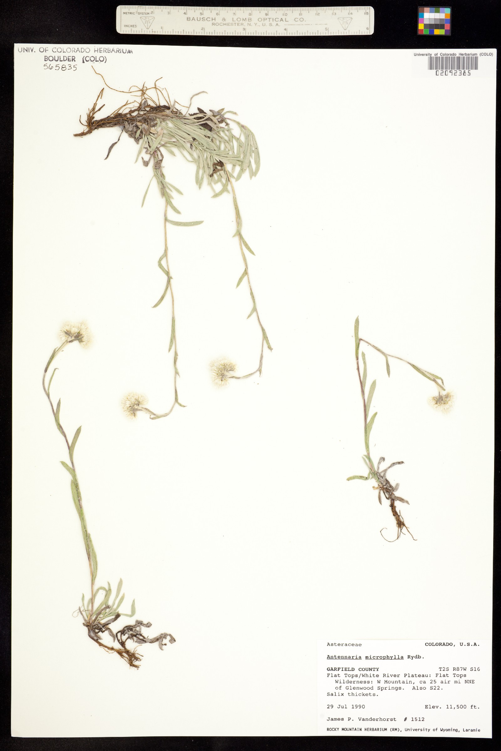 Antennaria microphylla image