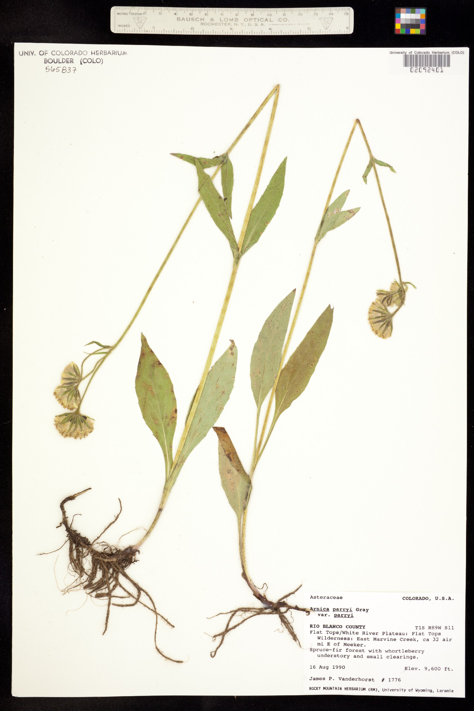 Arnica parryi image