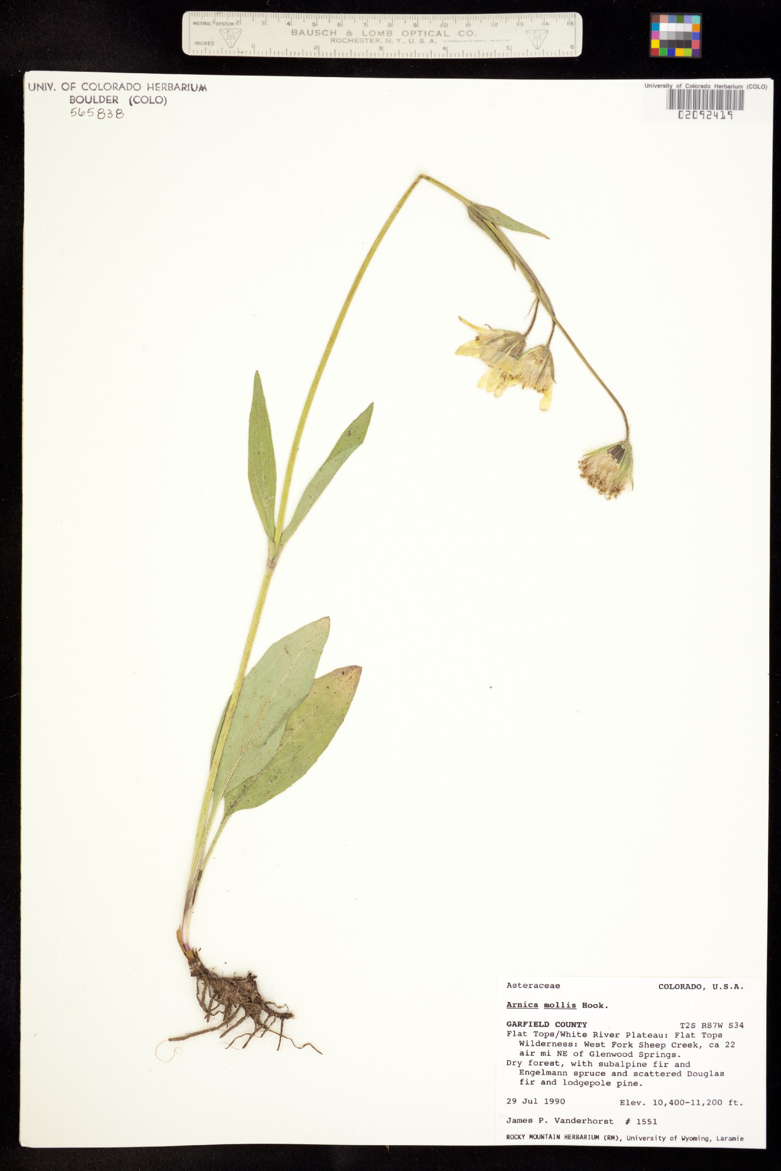 Arnica mollis image