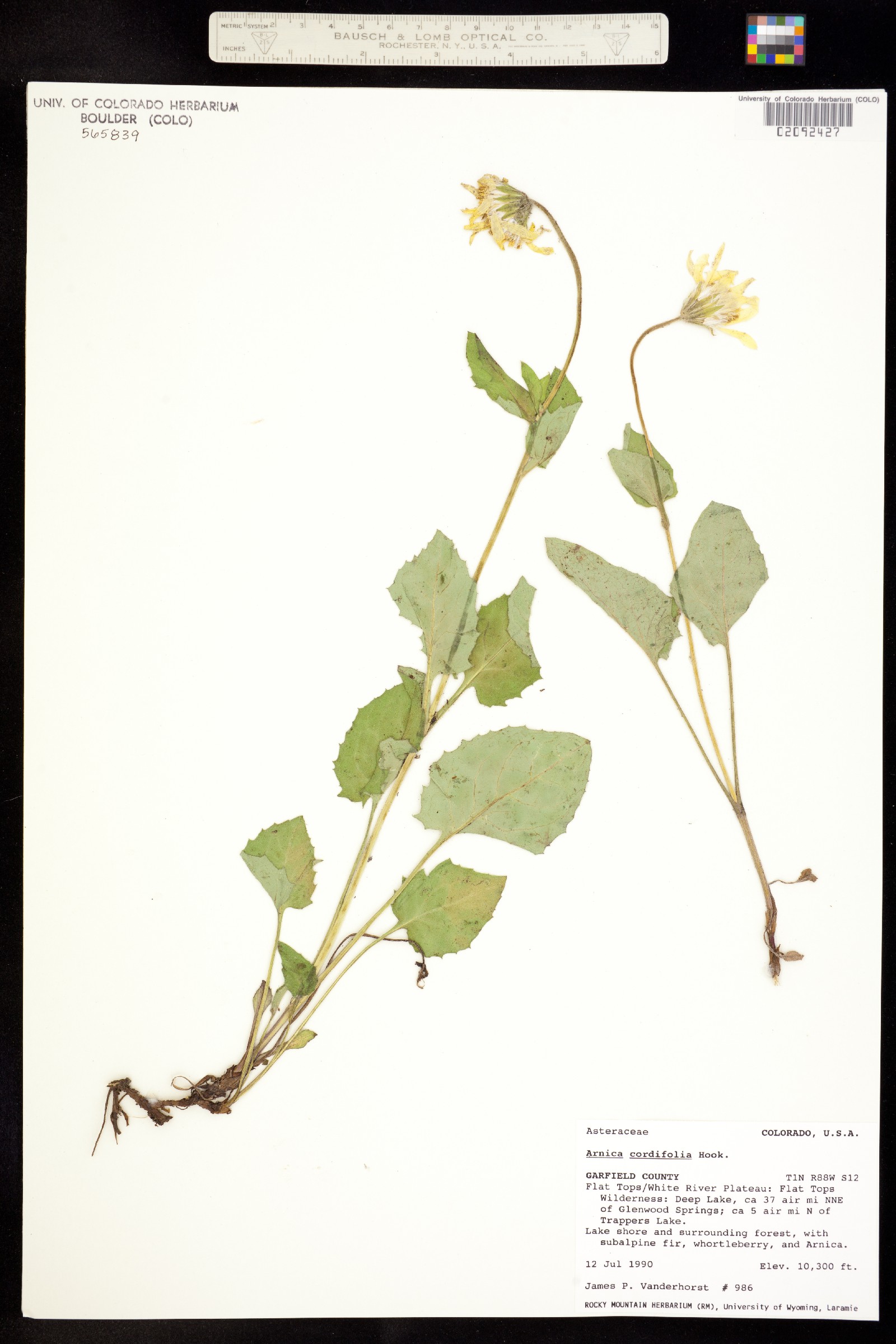 Arnica cordifolia image