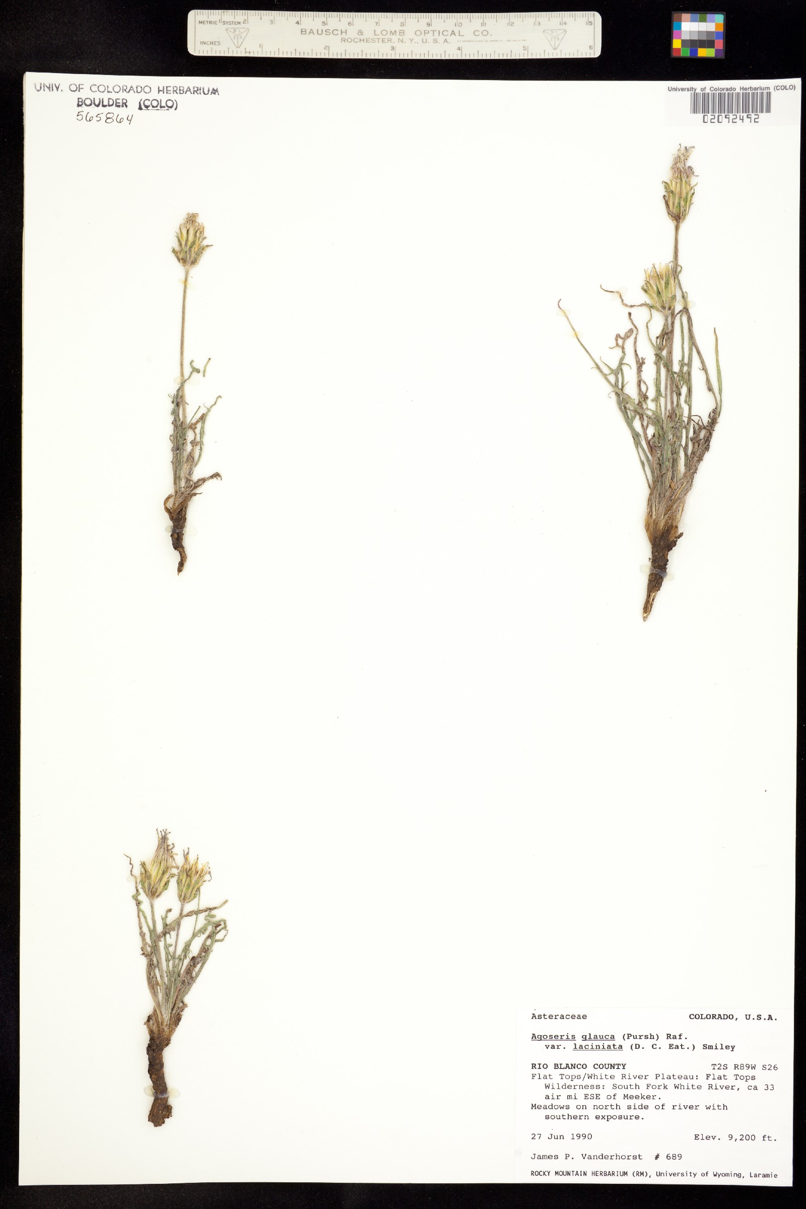 Agoseris parviflora image