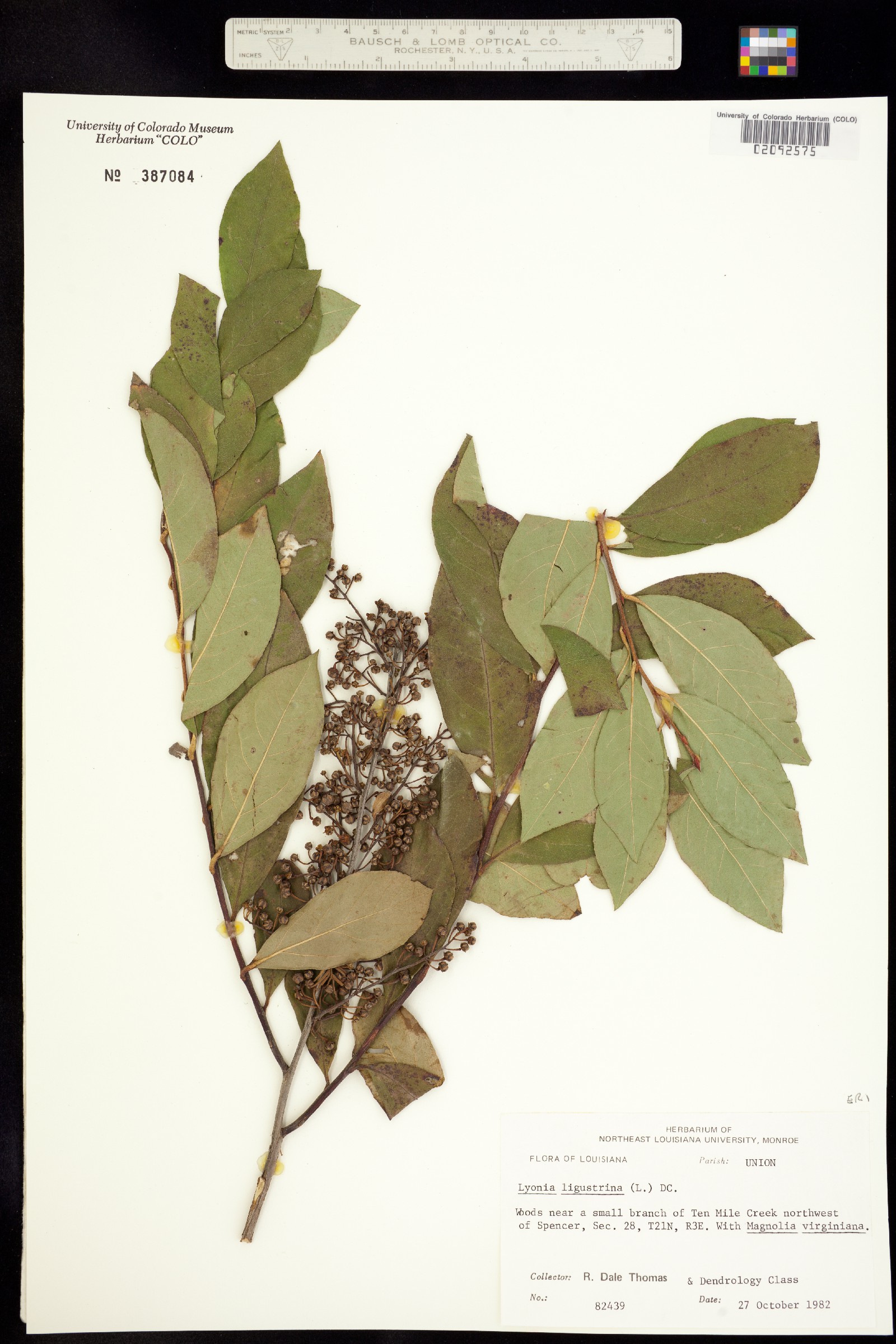Lyonia ligustrina image