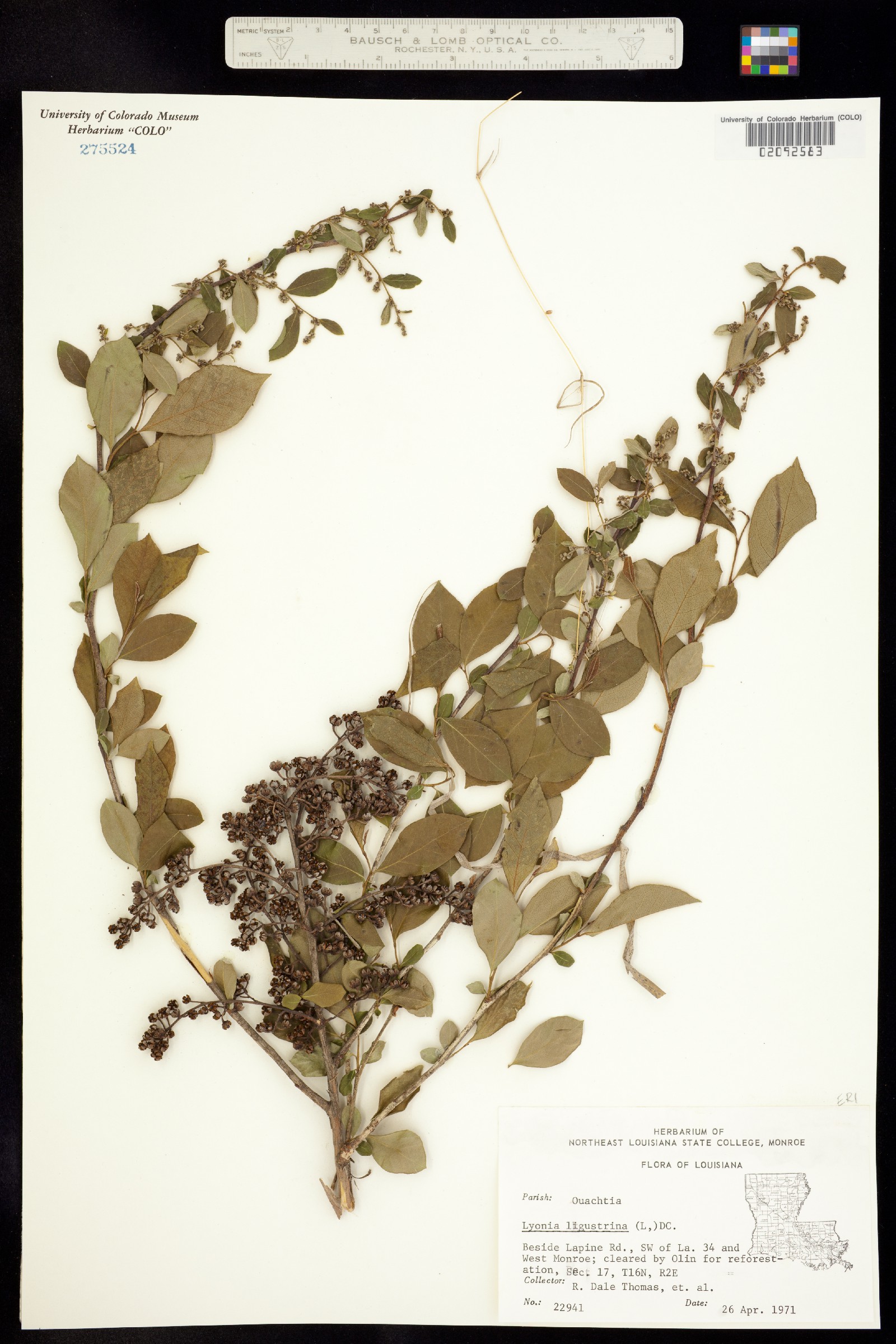 Lyonia ligustrina image