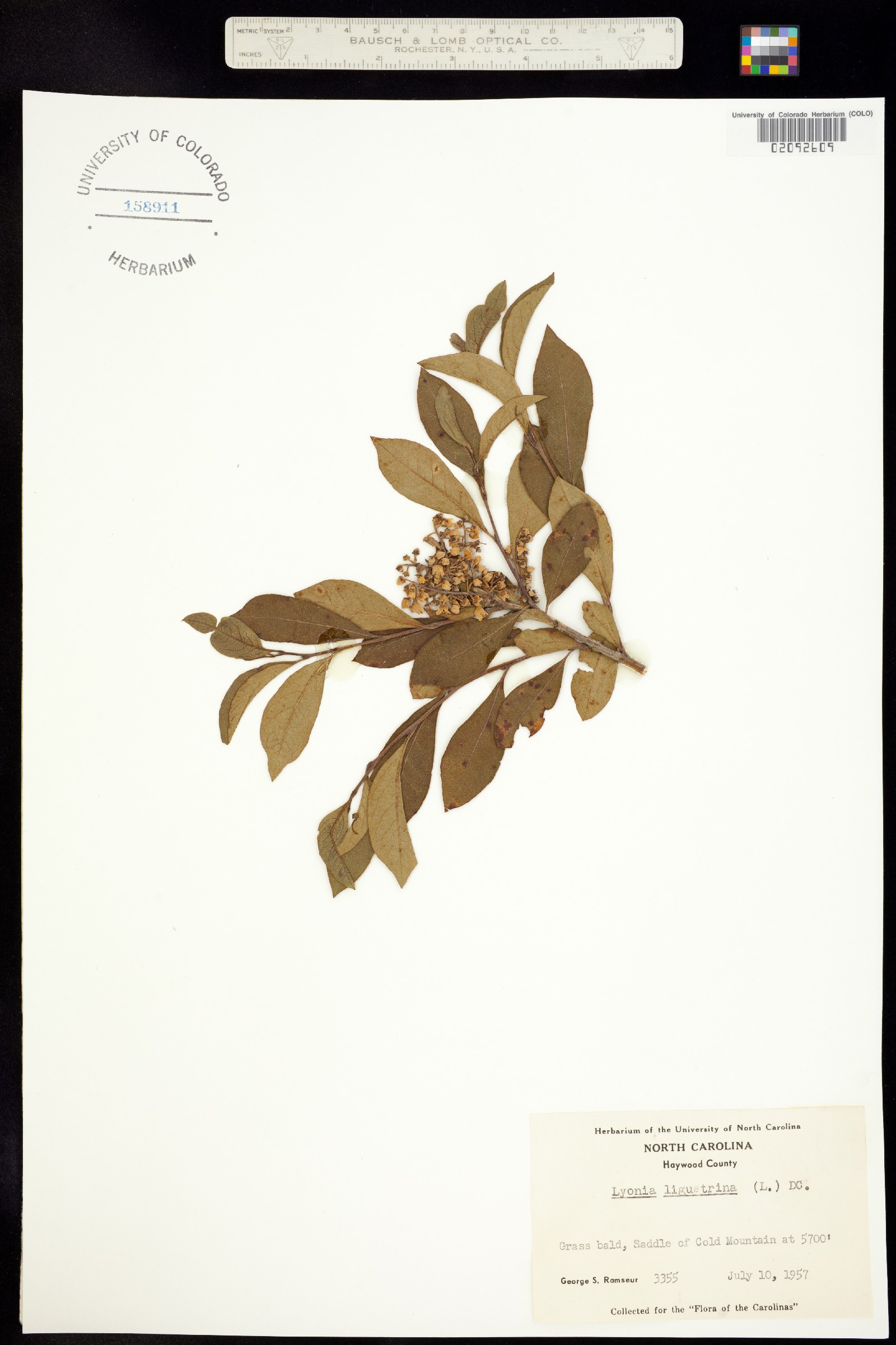 Lyonia ligustrina image