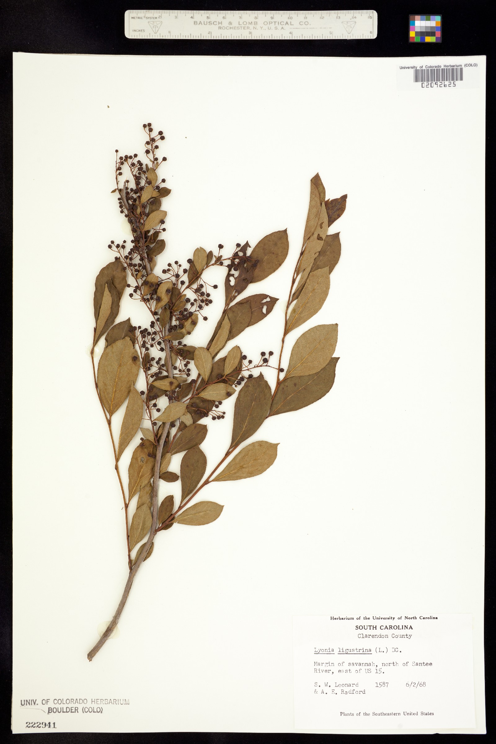 Lyonia ligustrina image