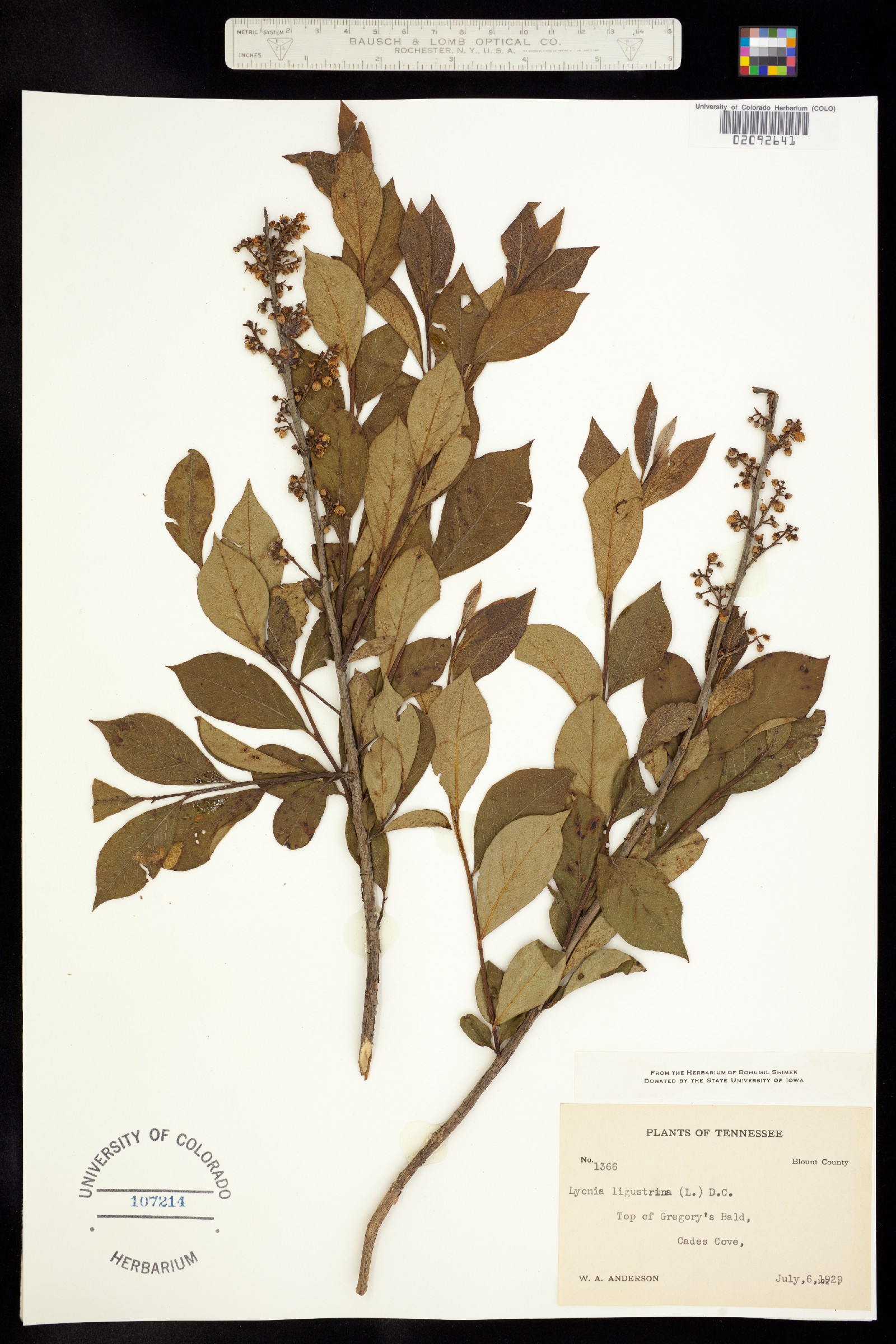 Lyonia ligustrina image