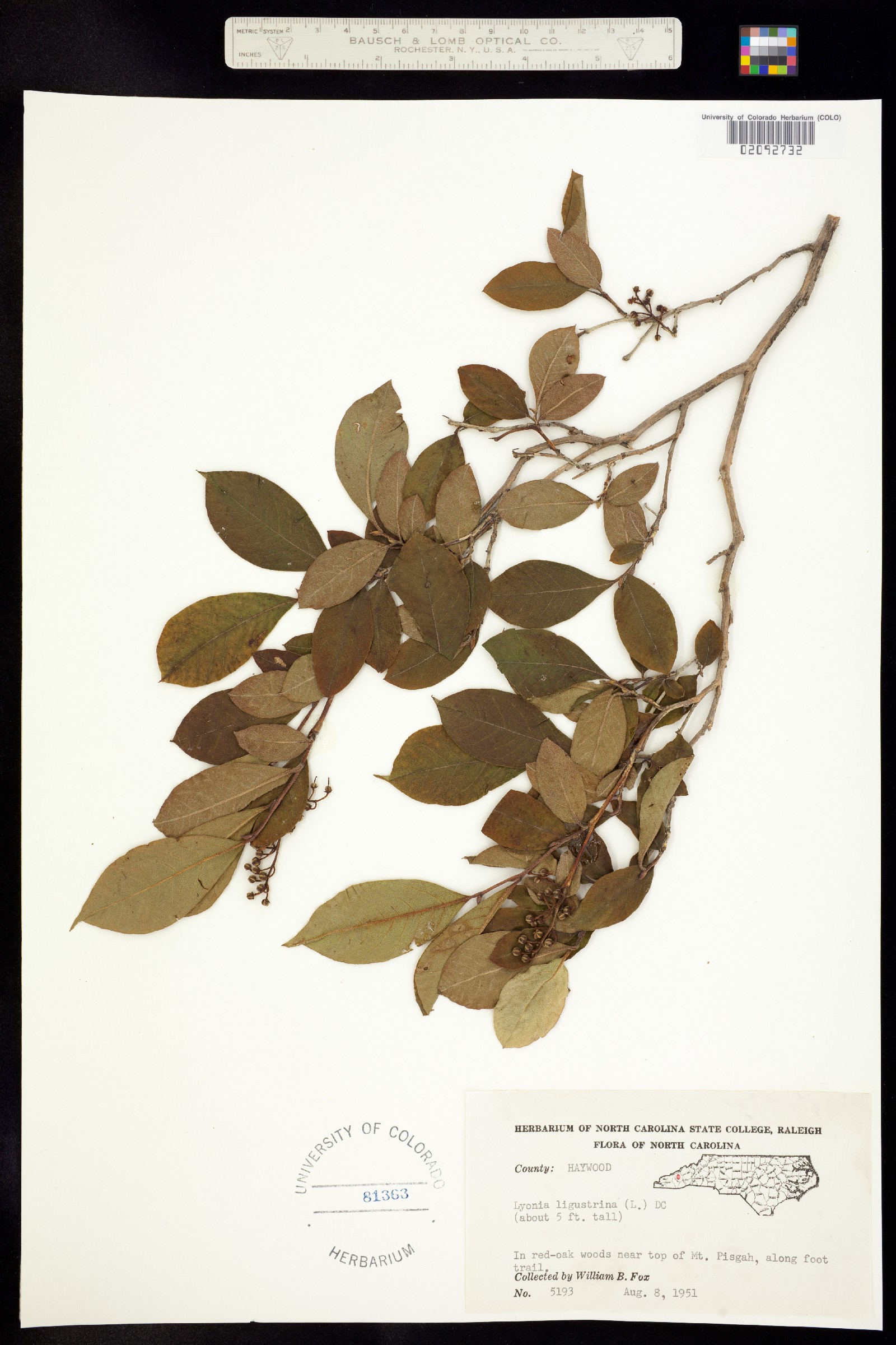 Lyonia ligustrina image