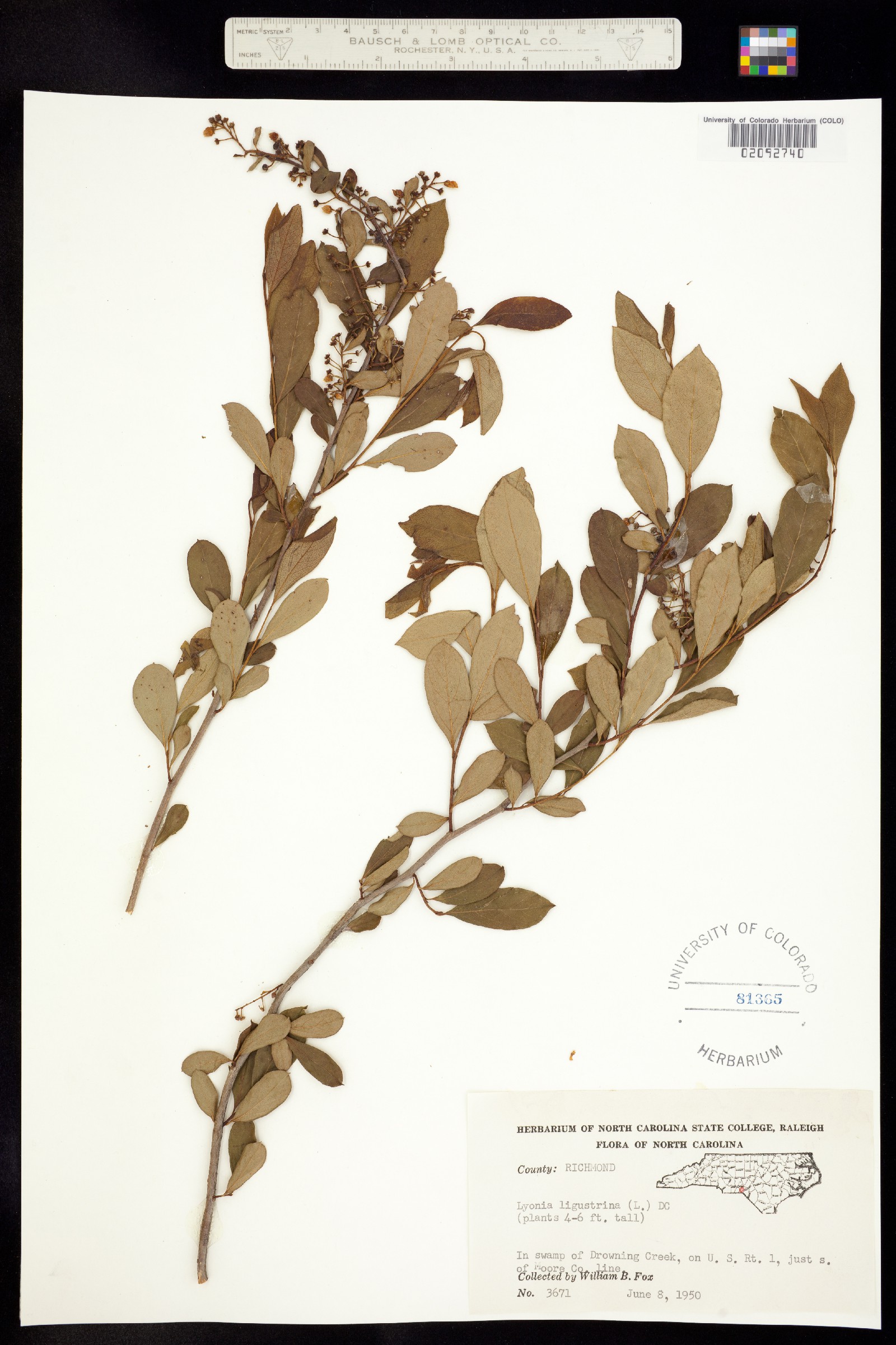 Lyonia ligustrina image