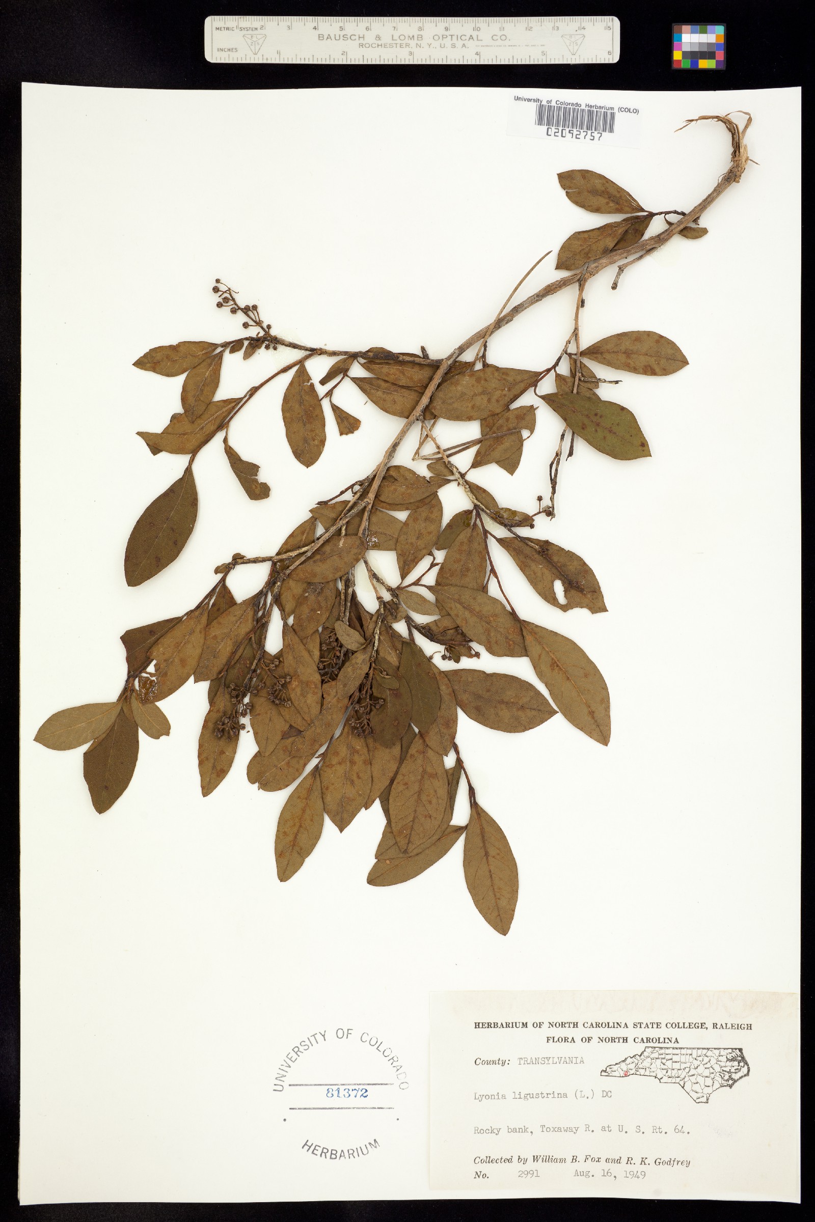 Lyonia ligustrina image