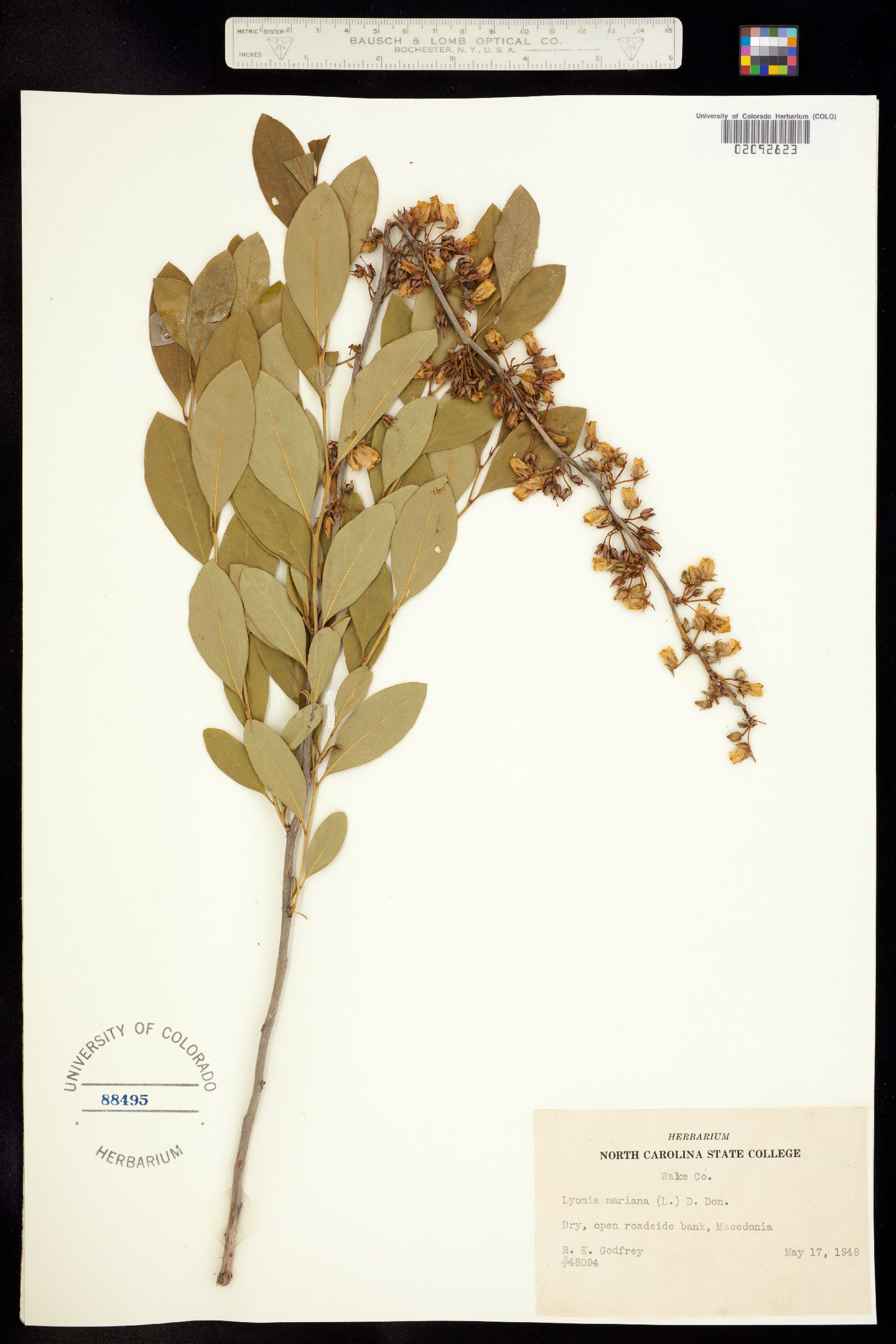 Lyonia mariana image
