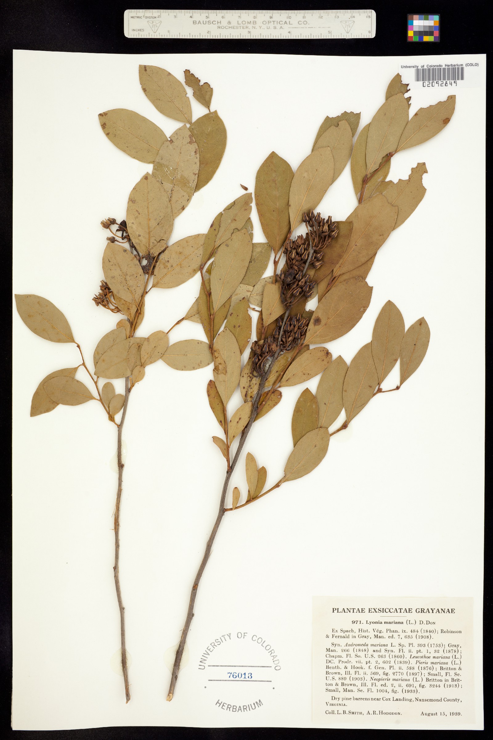 Lyonia image