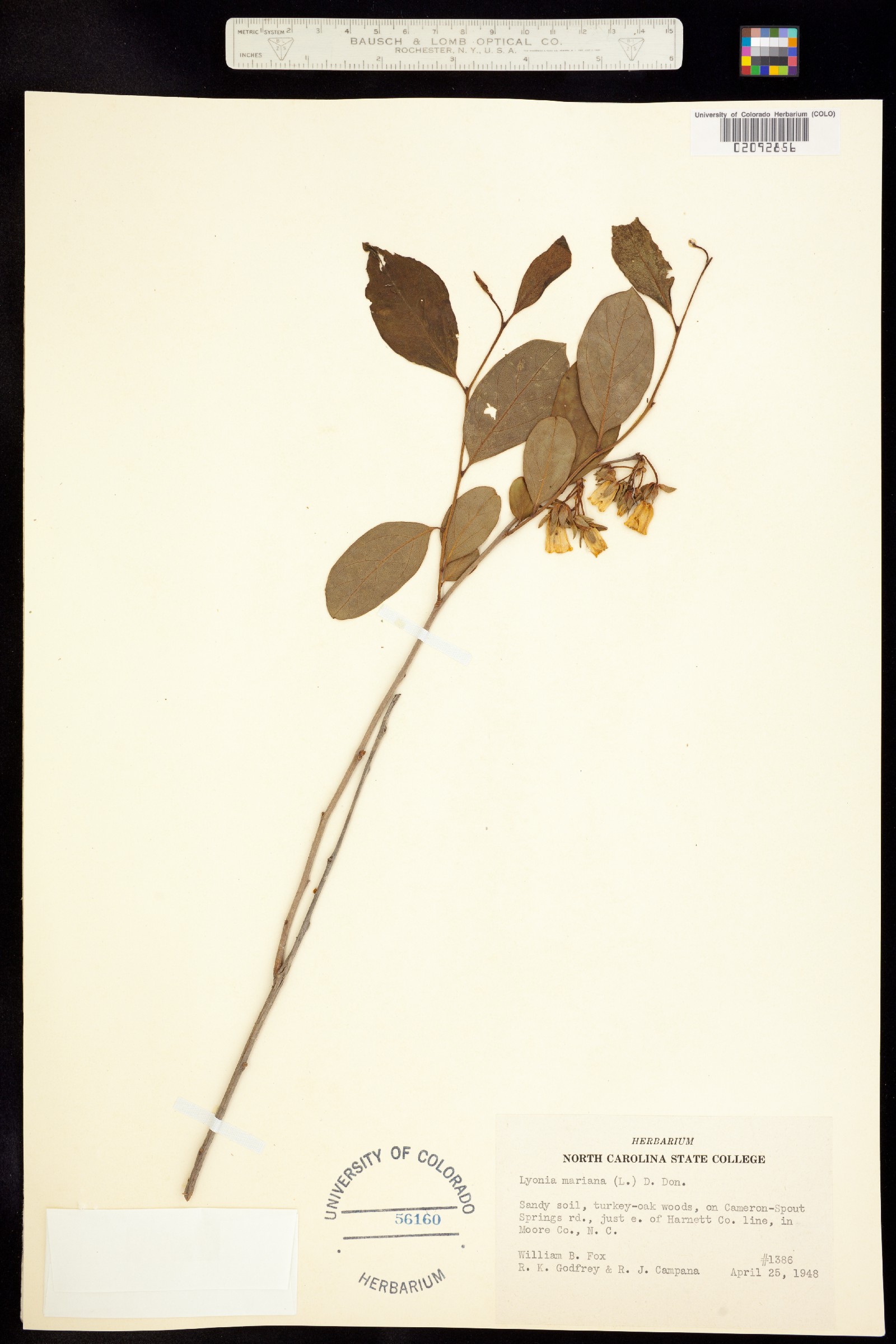 Lyonia mariana image